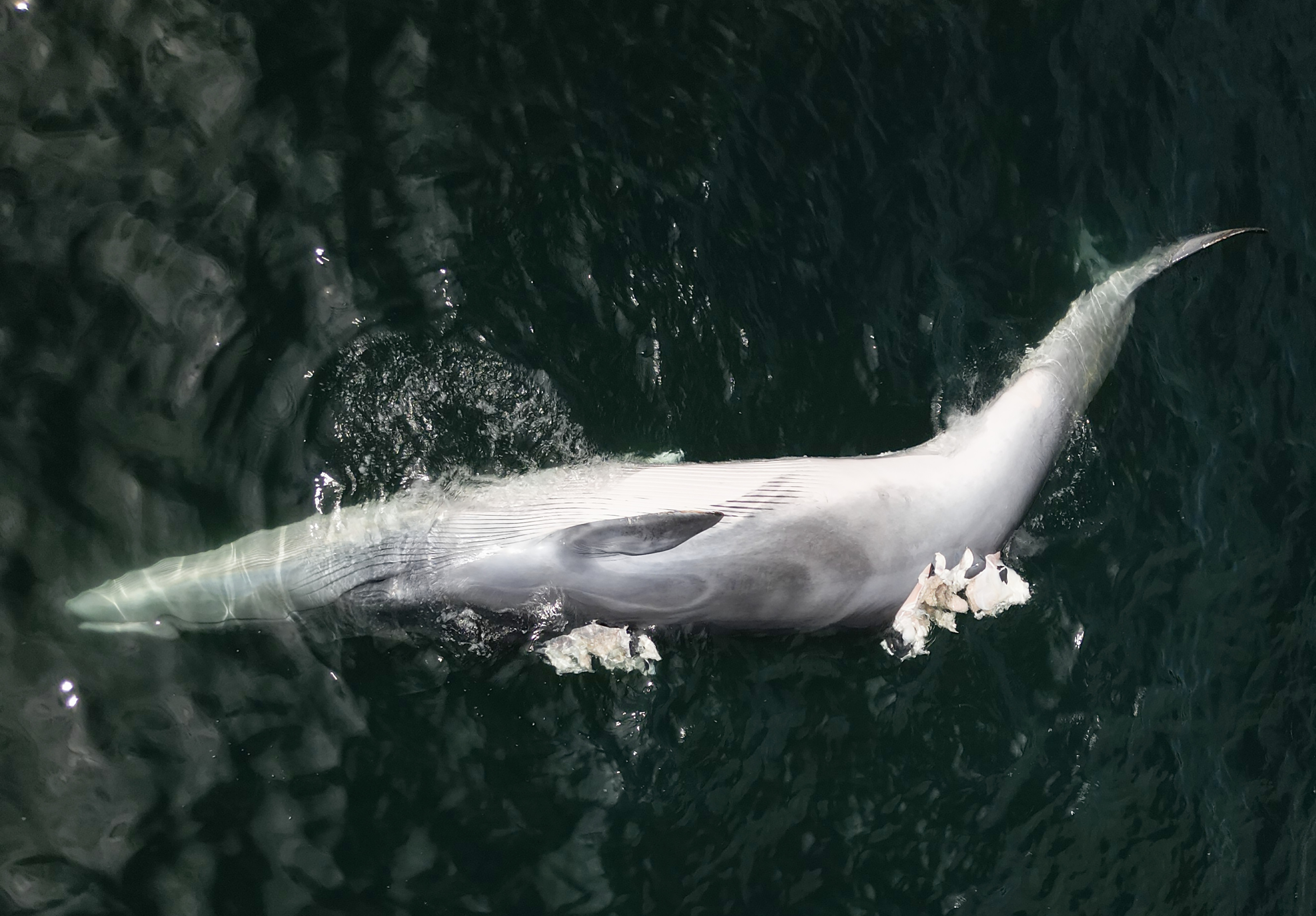 Dolphins are being drowned out by noise pollution in Hong Kong