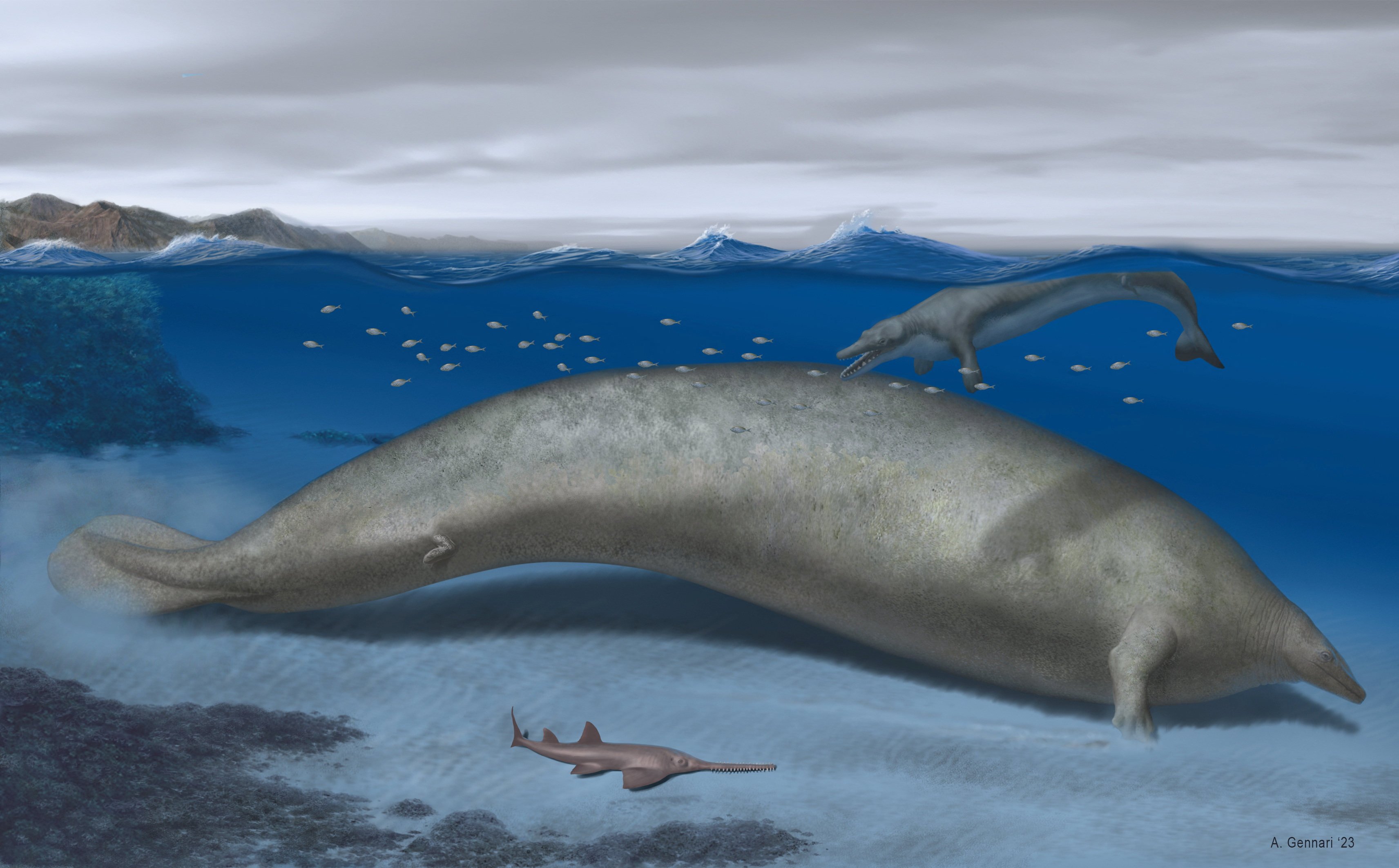 Perucetus colossus, an early whale from Peru that lived about 38-40 million years ago, is seen in an undated artist’s rendition. Image: Alberto Gennari via Reuters