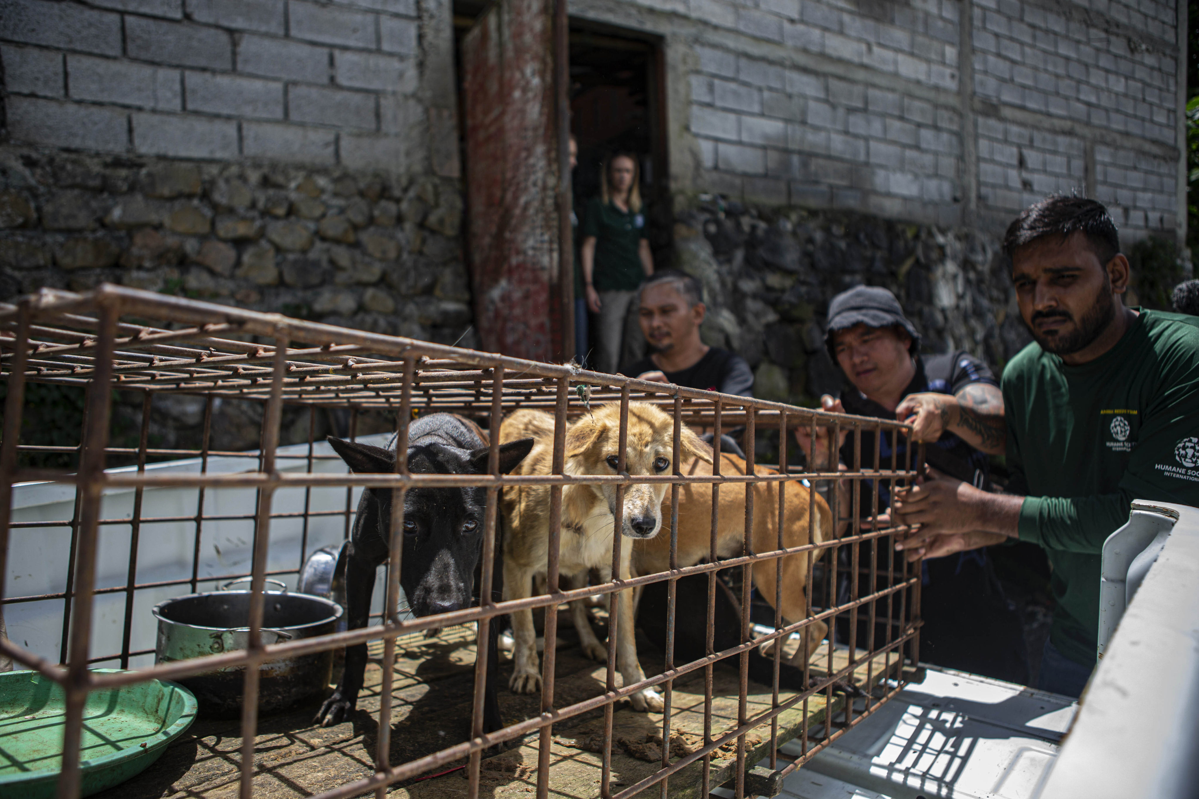 Members of anti-animal cruelty group Humane Society International rescue dogs from a slaughterhouse in Tomohon, North Sulawesi. Photo: AP