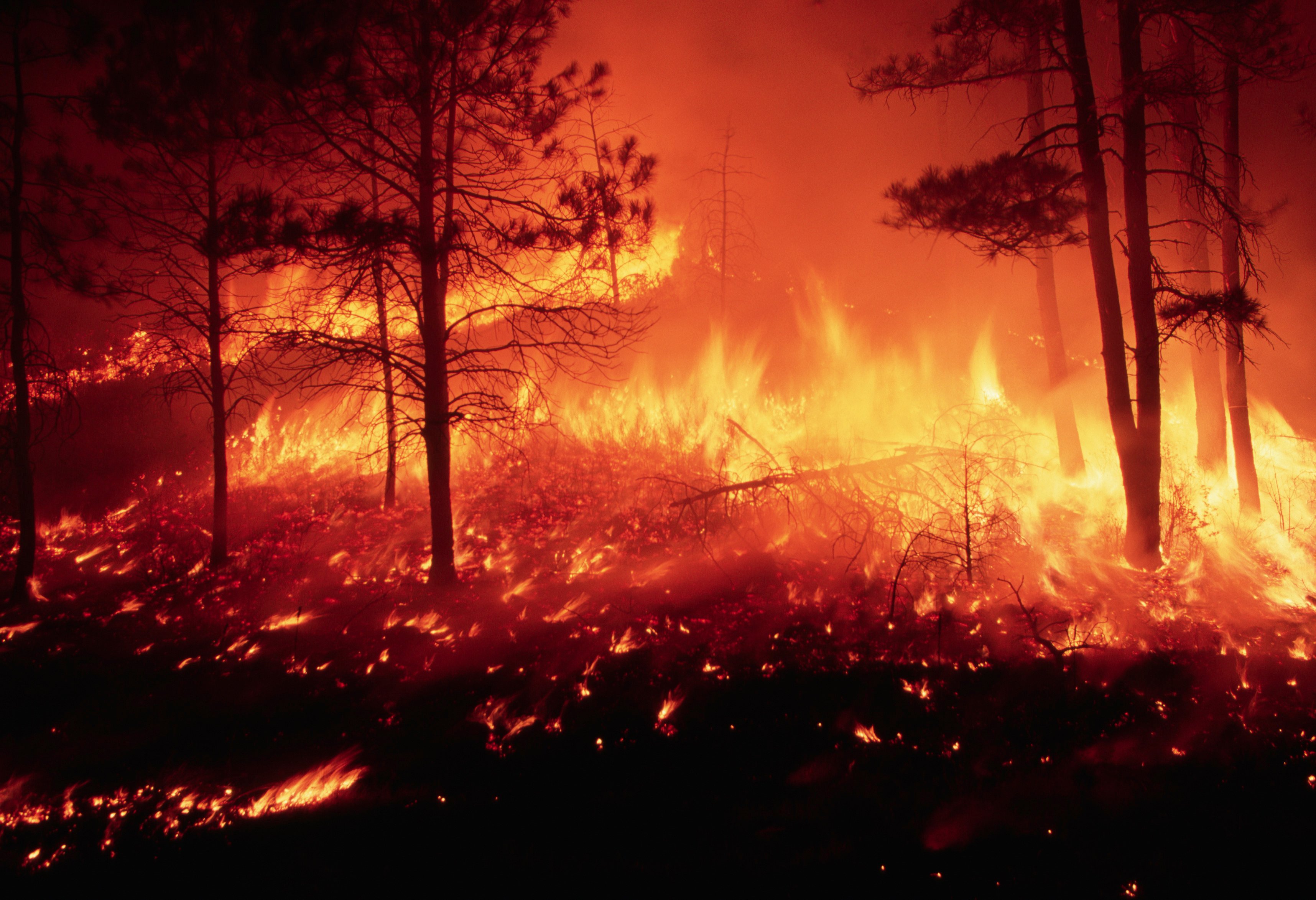 A forest fire burns out of control in a pine forest on the Mescalero Apache Indian Reservation in the US state of New Mexico. The UN secretary general said recently the “era of global boiling has arrived”. Photo: 
Getty Images
