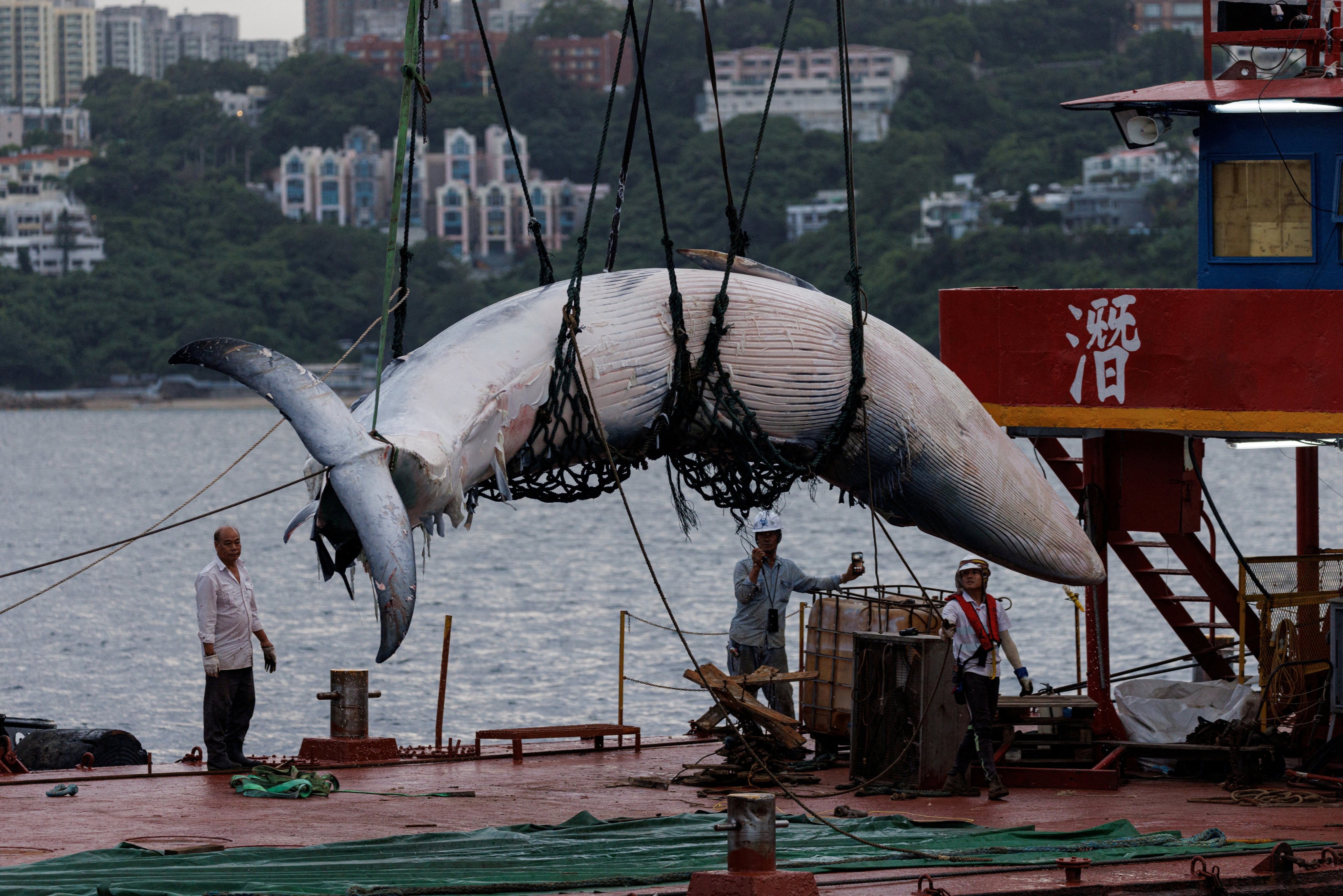 The carcass of the Bryde’s whale is hoisted onto the deck of a vessel in waters near Port Shelter, Hong Kong, on July 31. Photo: Reuters