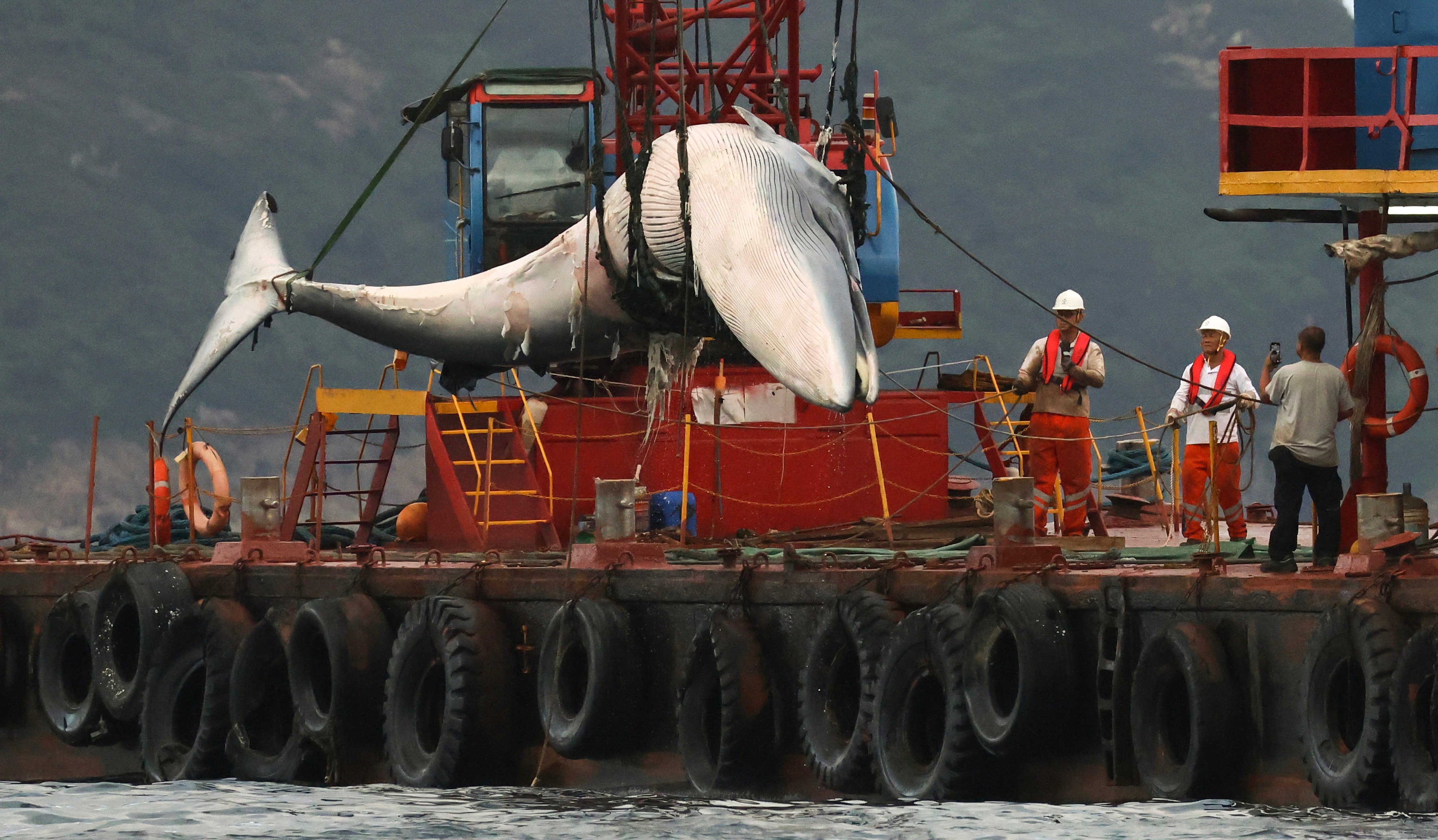 The carcass of a whale that was spotted in waters off Sai Kung. Photo: May Tse