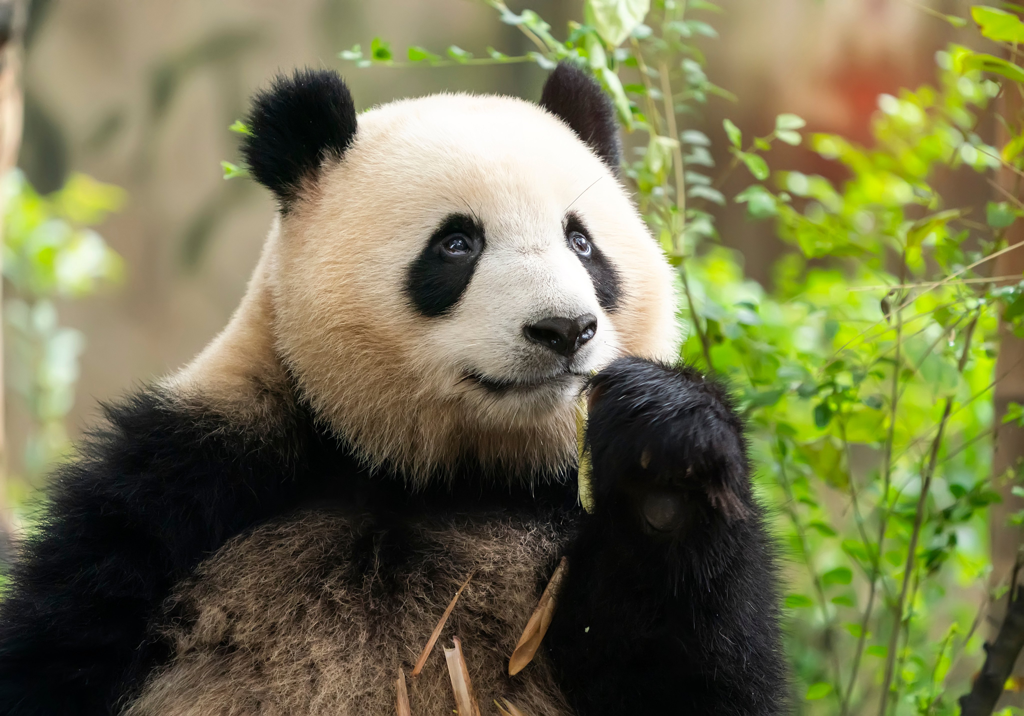 The discovery is the first complete panda skeleton found in an imperial tomb. Photo: Shutterstock