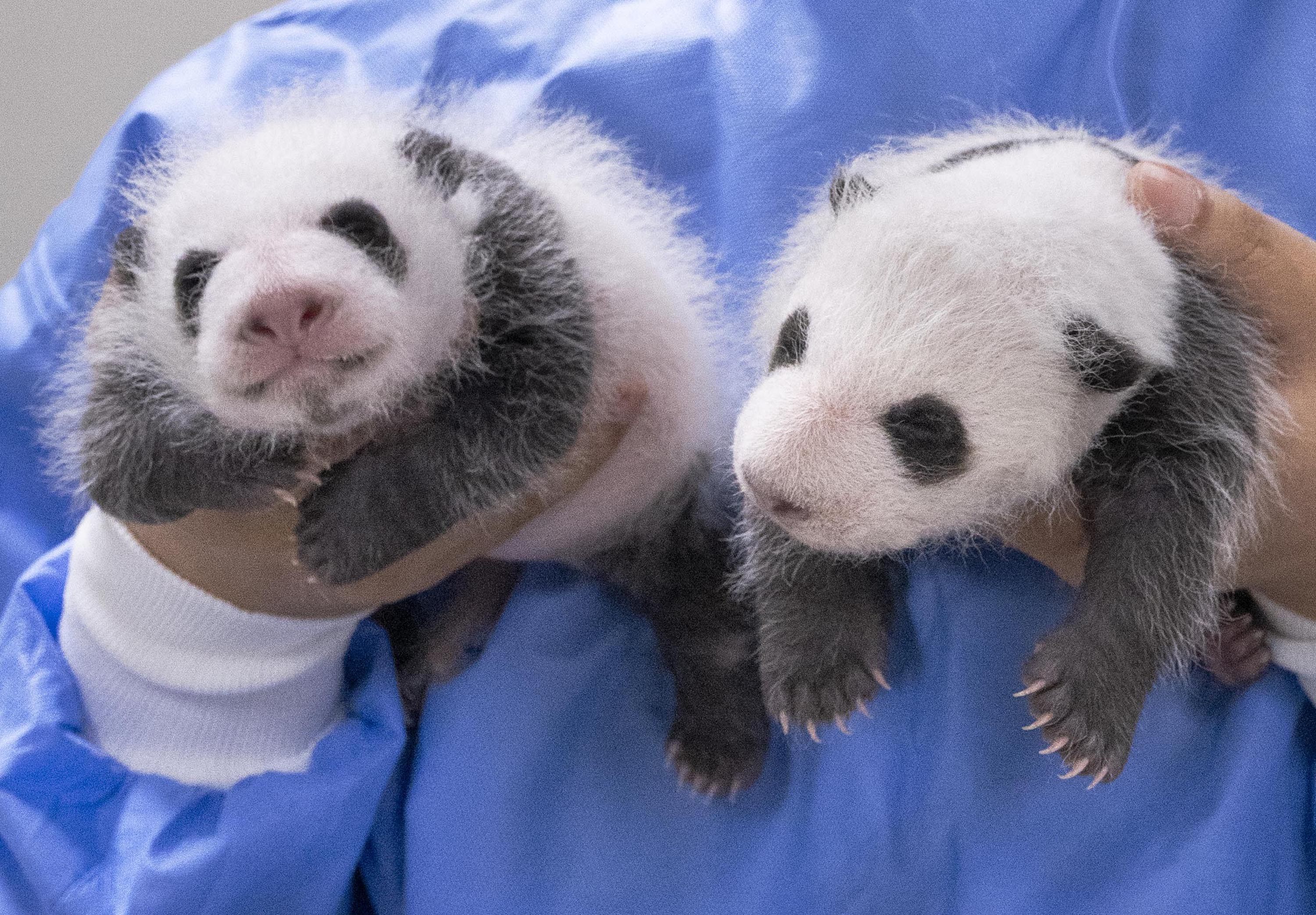 Two one-month-old giant panda cubs at Everland Resort in Yongin, South Korea. The twins will be named once they reach 100 days old. Photo: Xinhua
