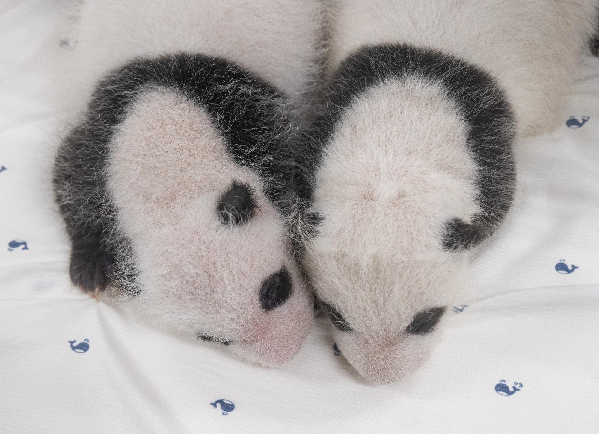 Ai Bao panda: South Korean zoo celebrates birth of first twin