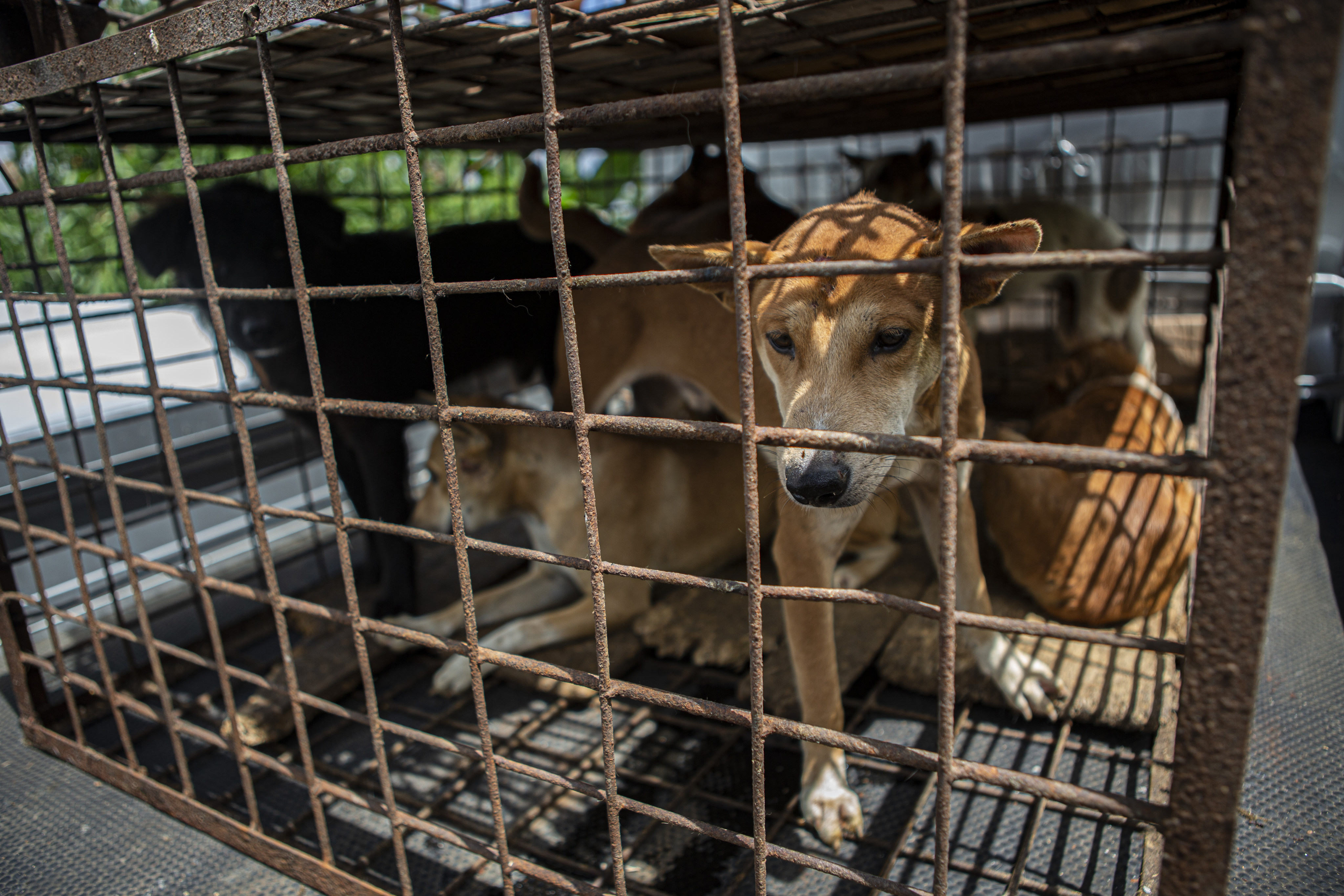 Dogs are seen inside a cage from a slaughter house in Tomohon, North Sulawesi, Indonesia. Photo: AP Photo