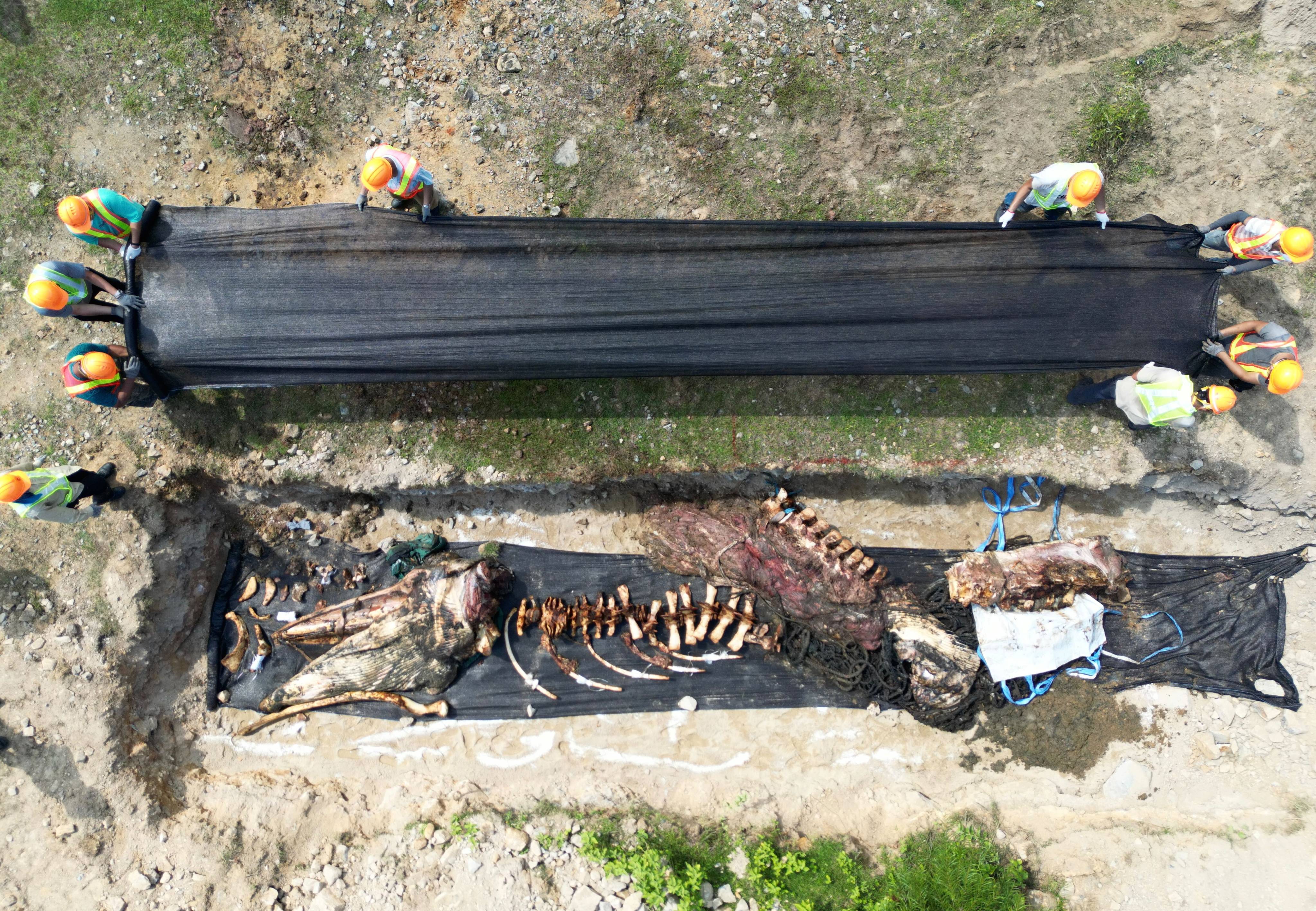 The whale was found dead off Shelter Island in Sai Kung on July 31 with its body then transported to High Island Reservoir’s west dam. Photo: Sam Tsang