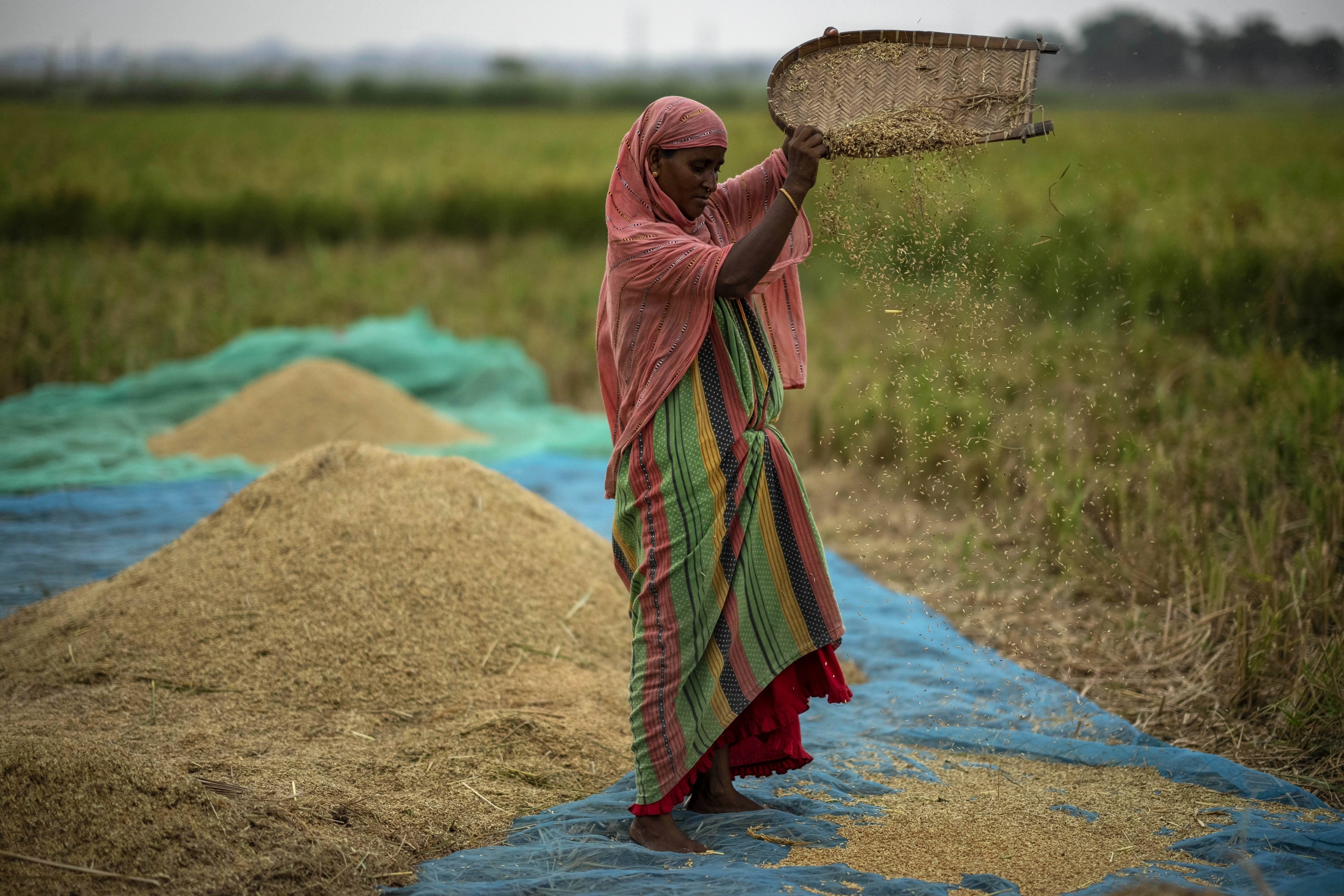 A farmer sorts rice while working in a paddy field on the outskirts of Guwahati, India earlier this summer. Photo: AP