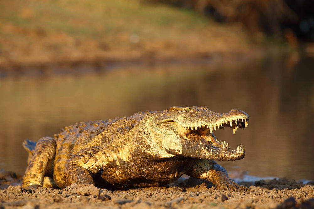 Nile crocodiles appear to be sympathetic to the sound of crying babies. Photo: Shutterstock 