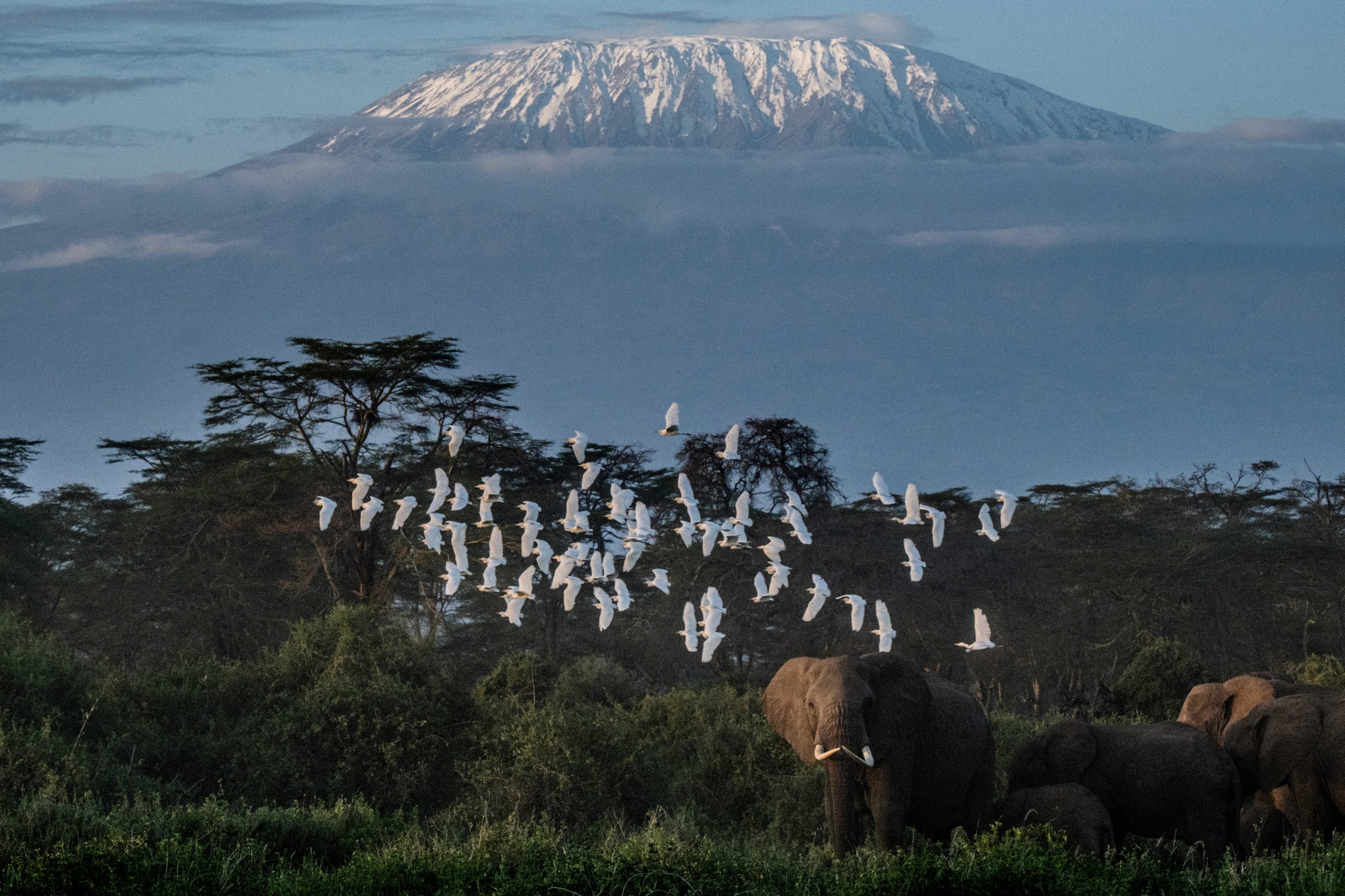 Elephants graze with a view of the snow-capped Mount Kilimanjaro in the background. At 5,895m (19,340 feet), Kilimanjaro is Africa’s highest peak. Photo: AFP