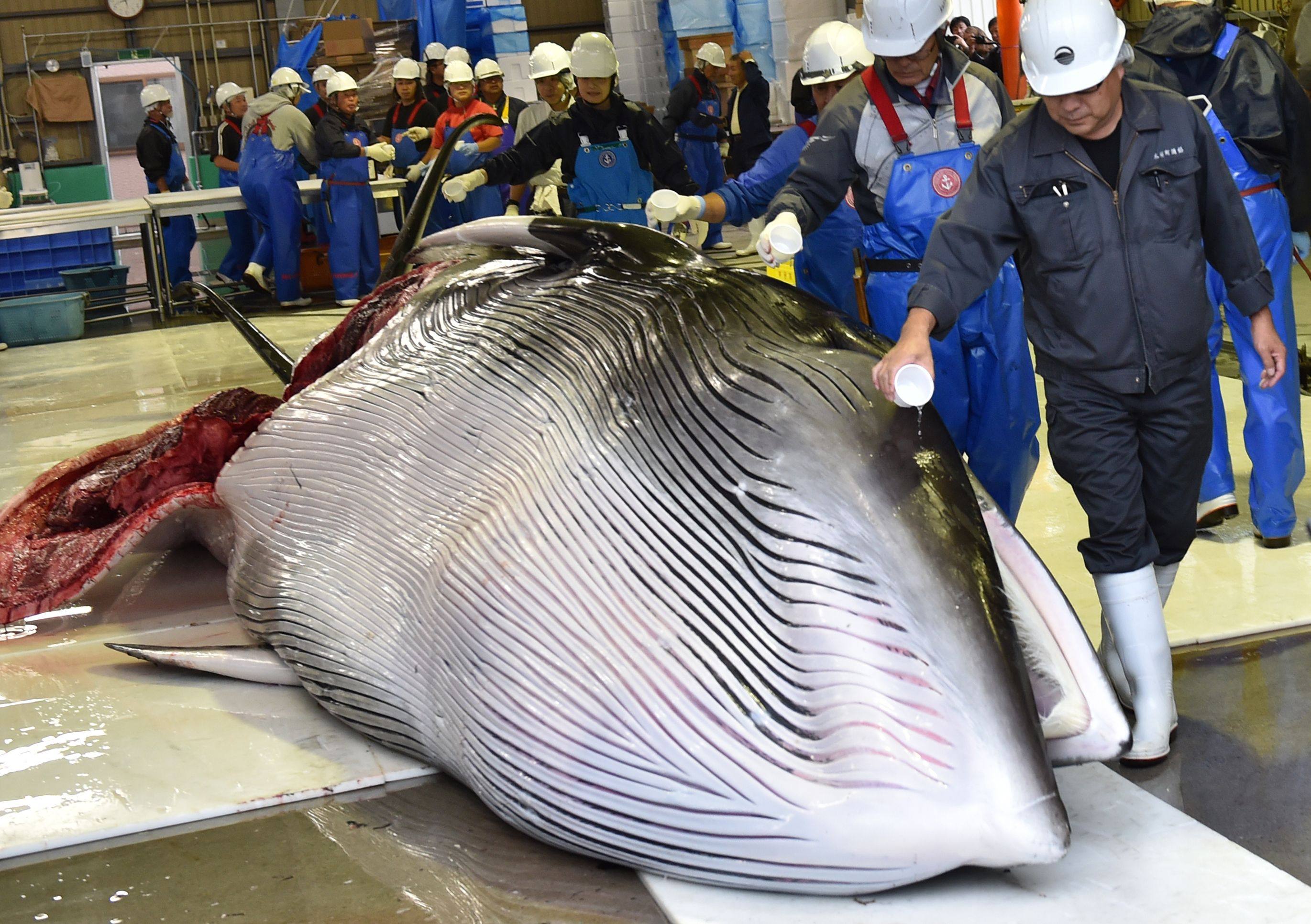 A whale is unloaded in Hokkaido in 2019 after Japan resumed commercial hunting of the marine mammals. Photo: AFP