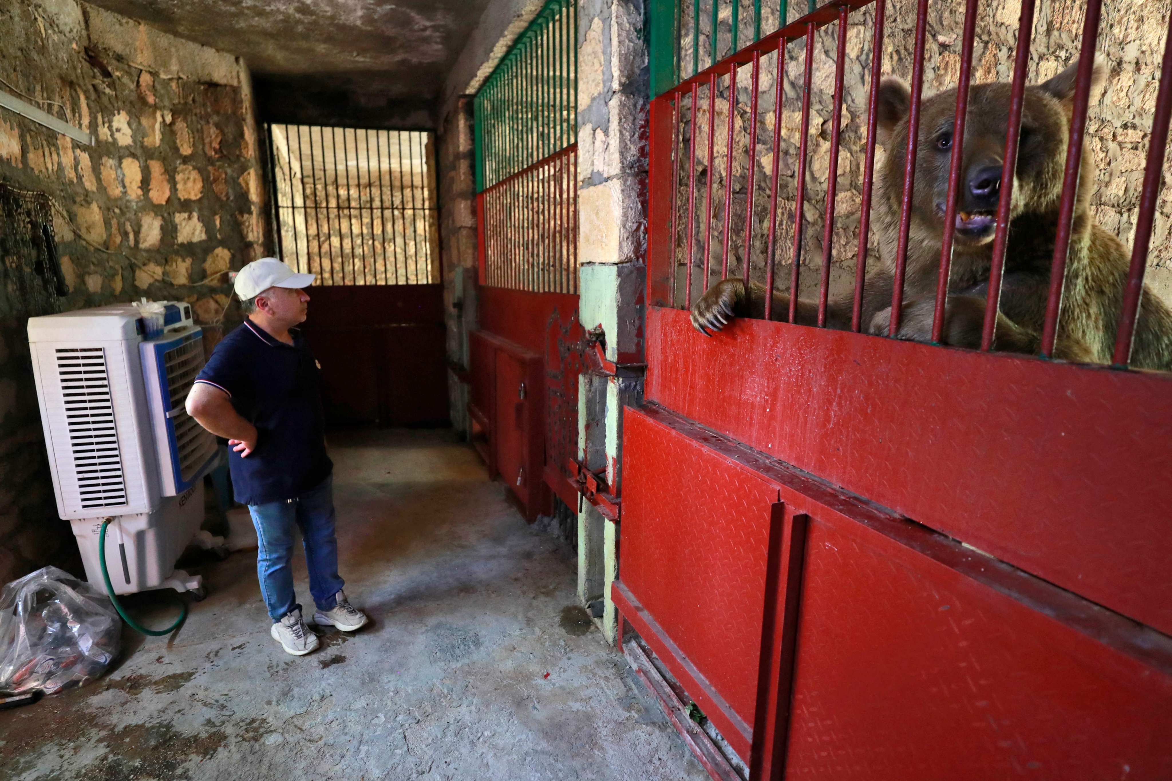 A brown bear at Baghdad Zoo stands in its cage, near an air-conditioner, amid sweltering temperatures in the Iraqi capital on August 8. The city often has power cuts, in a nation already badly affected by climate change. Photo: AFP