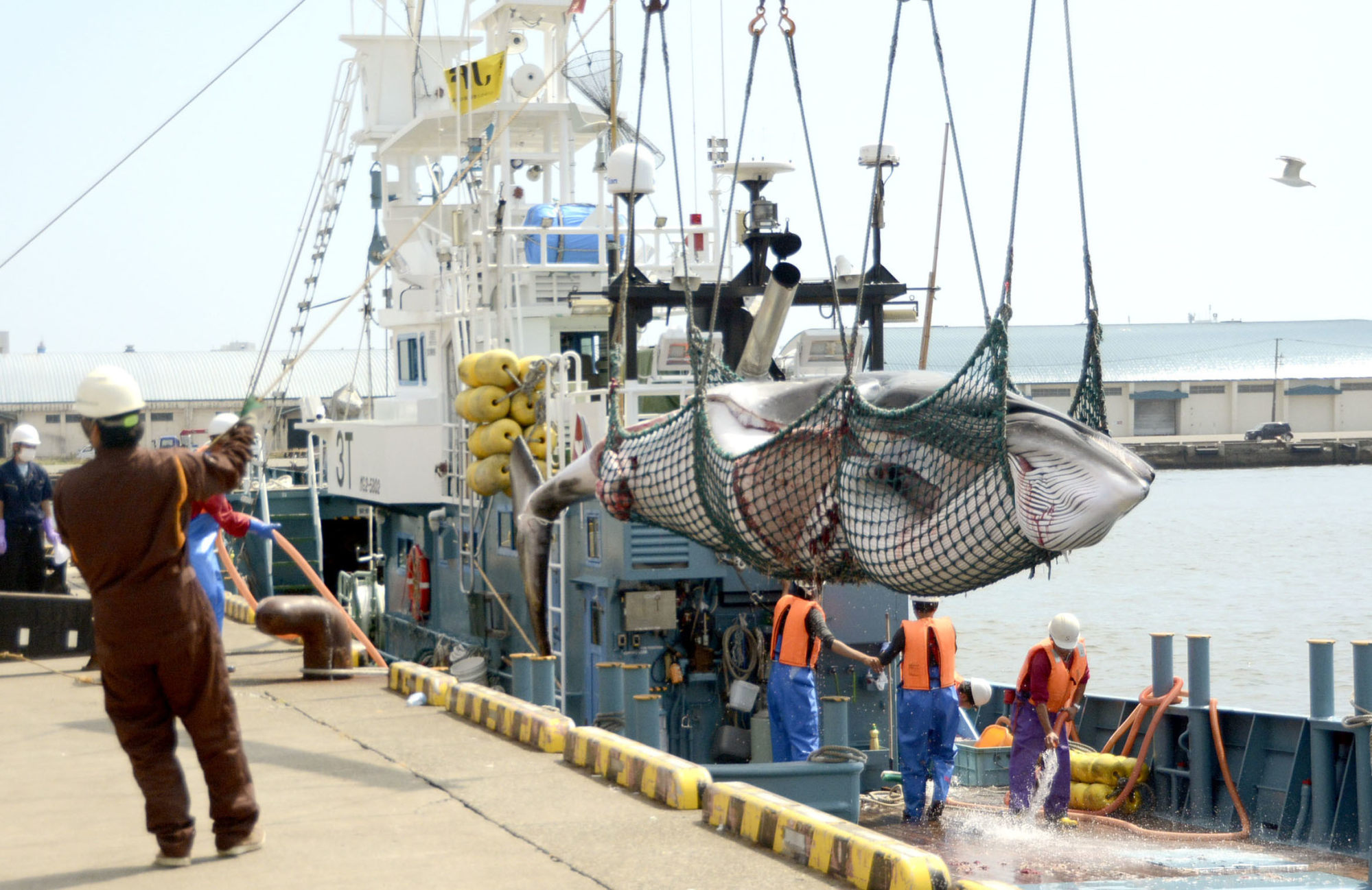 Inside Japan's still-thriving fisheries sector