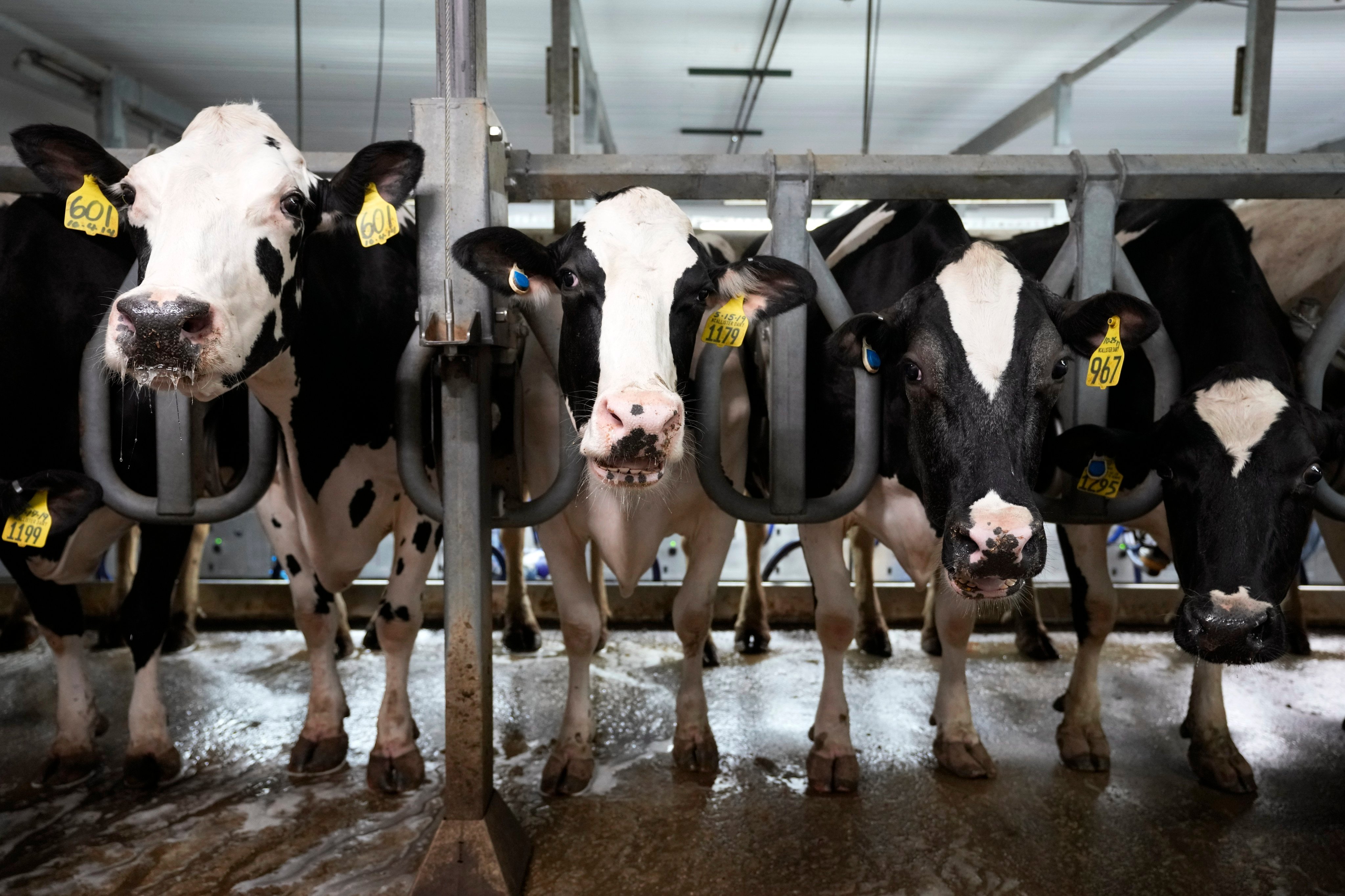 Cows stand in a milking parlour on a dairy farm in New Vienna, Iowa, on July 24. Before animals are born into the meat, dairy and egg industries, their fates are already sealed. Photo: AP 
