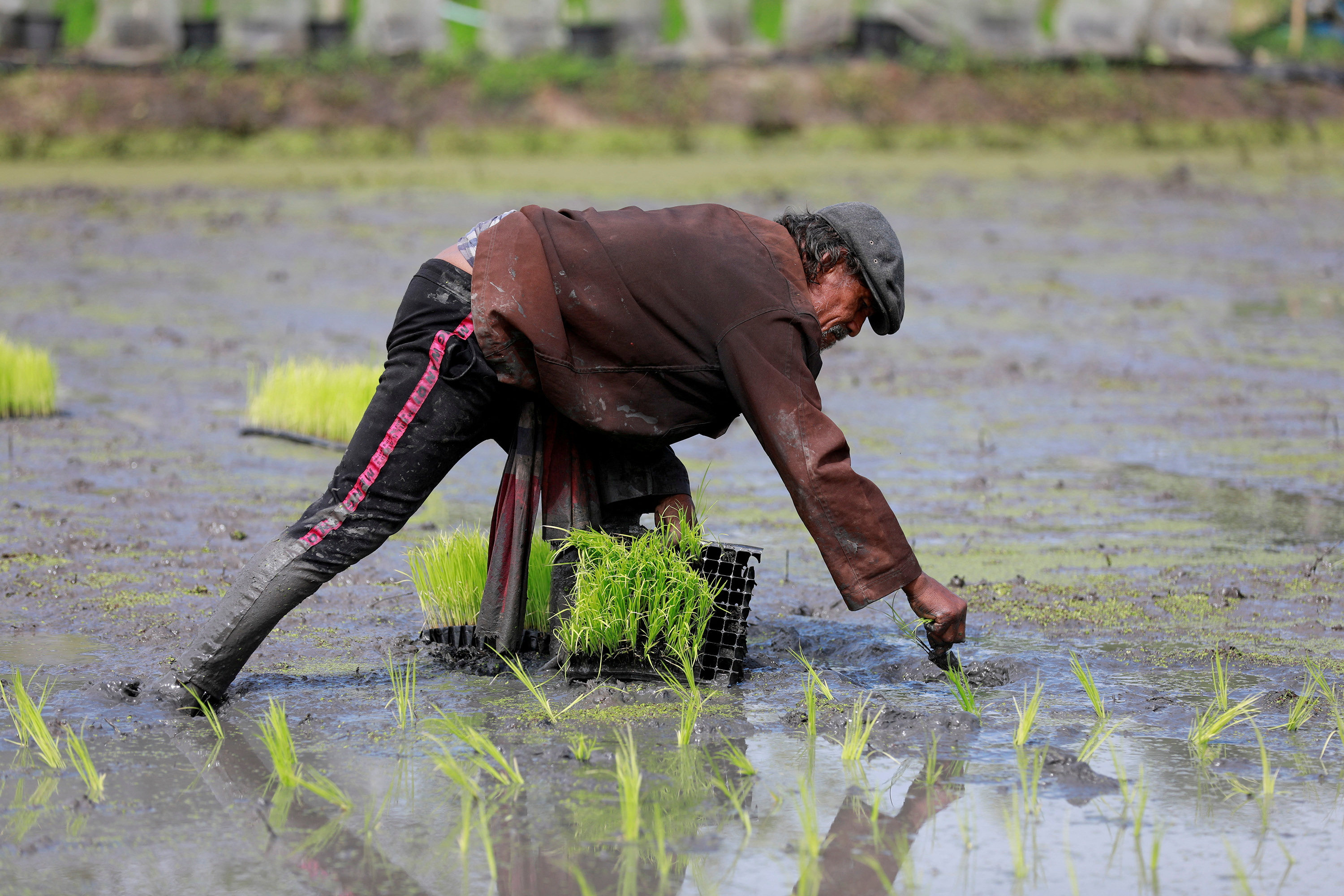 A worker cultivates rice plants on a farm in Bangkok, Thailand, in August 2018. Extreme weather events such as heatwaves and floods can wreak havoc on agricultural production. Photo: Reuters 
