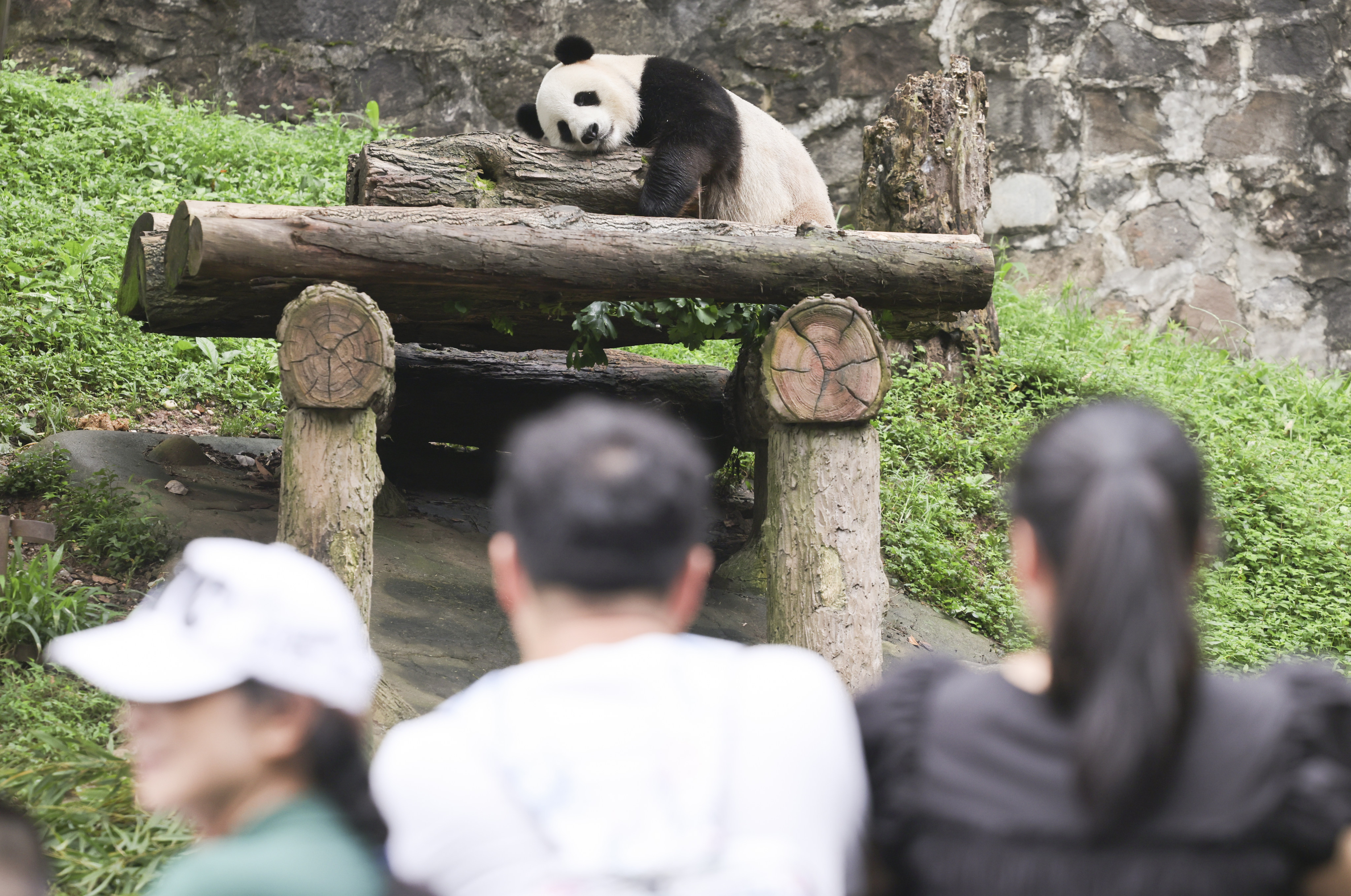 Visitors get a close look at five-year-old male Jia Bao at the China Conservation and Research Centre for the Giant Panda in Sichuan. Photo:  May Tse