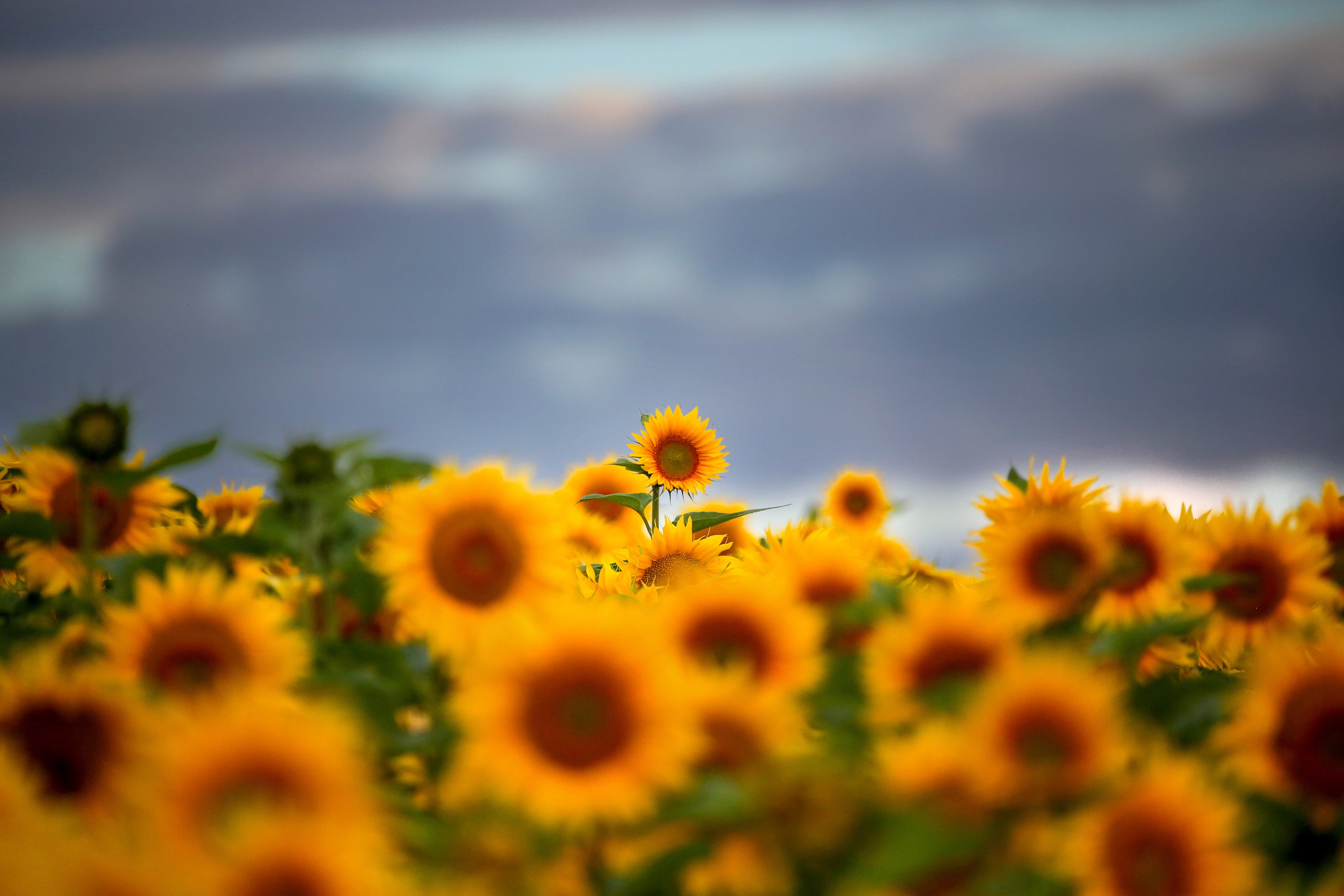 Stop posing for naked photos in our sunflower field, UK farm owners beg  visitors | South China Morning Post