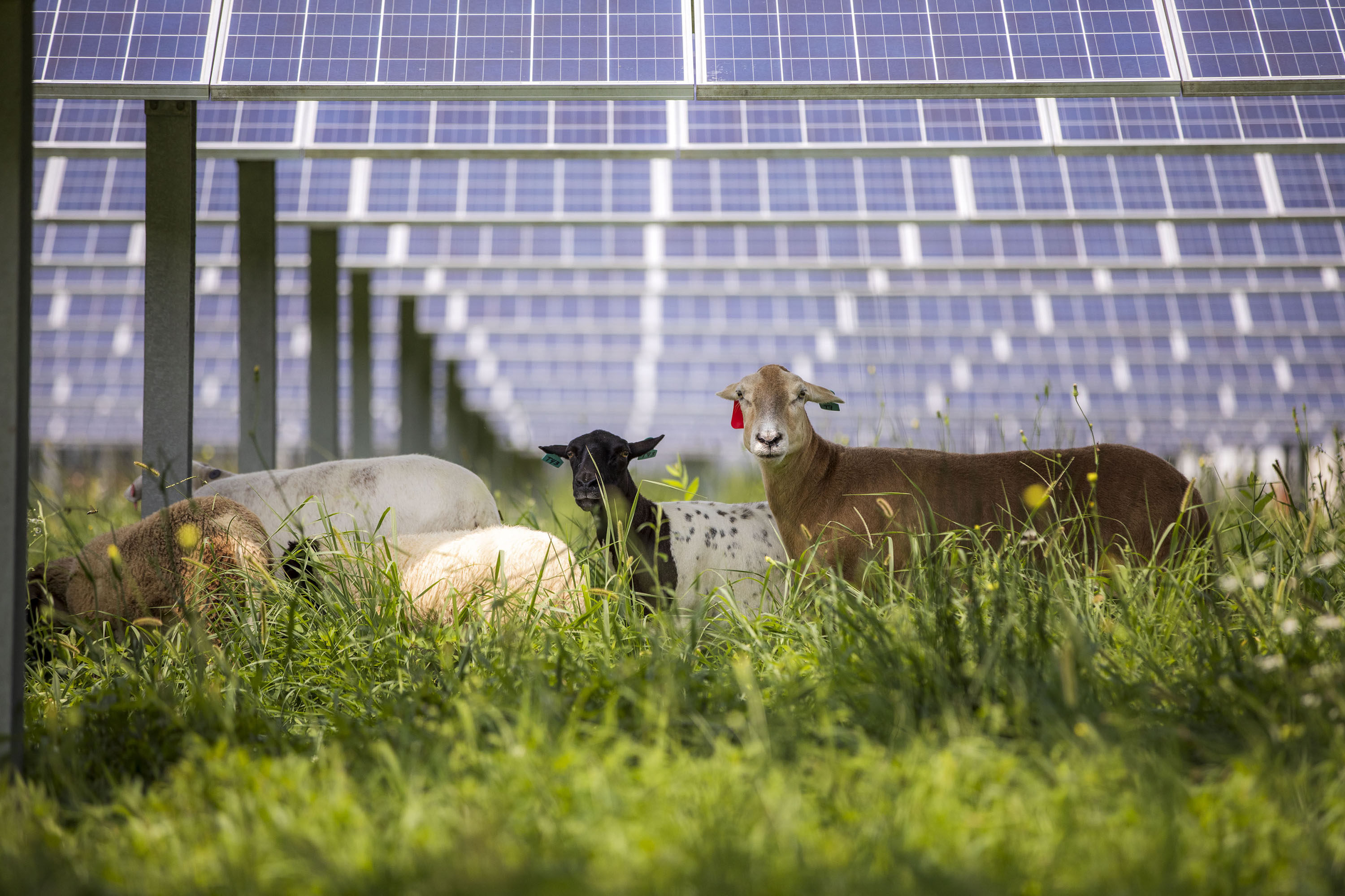 Sheep graze under solar panels at Dominion Energy’s Sussex Drive Solar farm in Stony Creek, Virginia, US. Photo: TNS