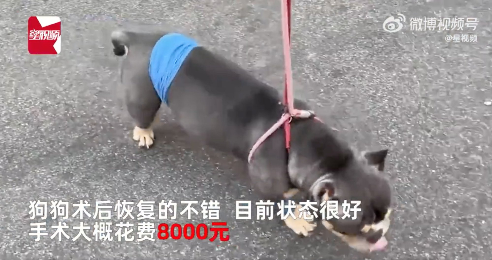 The bulldog survived the US$1,100 surgery and has made a full recovery. Photo: Weibo