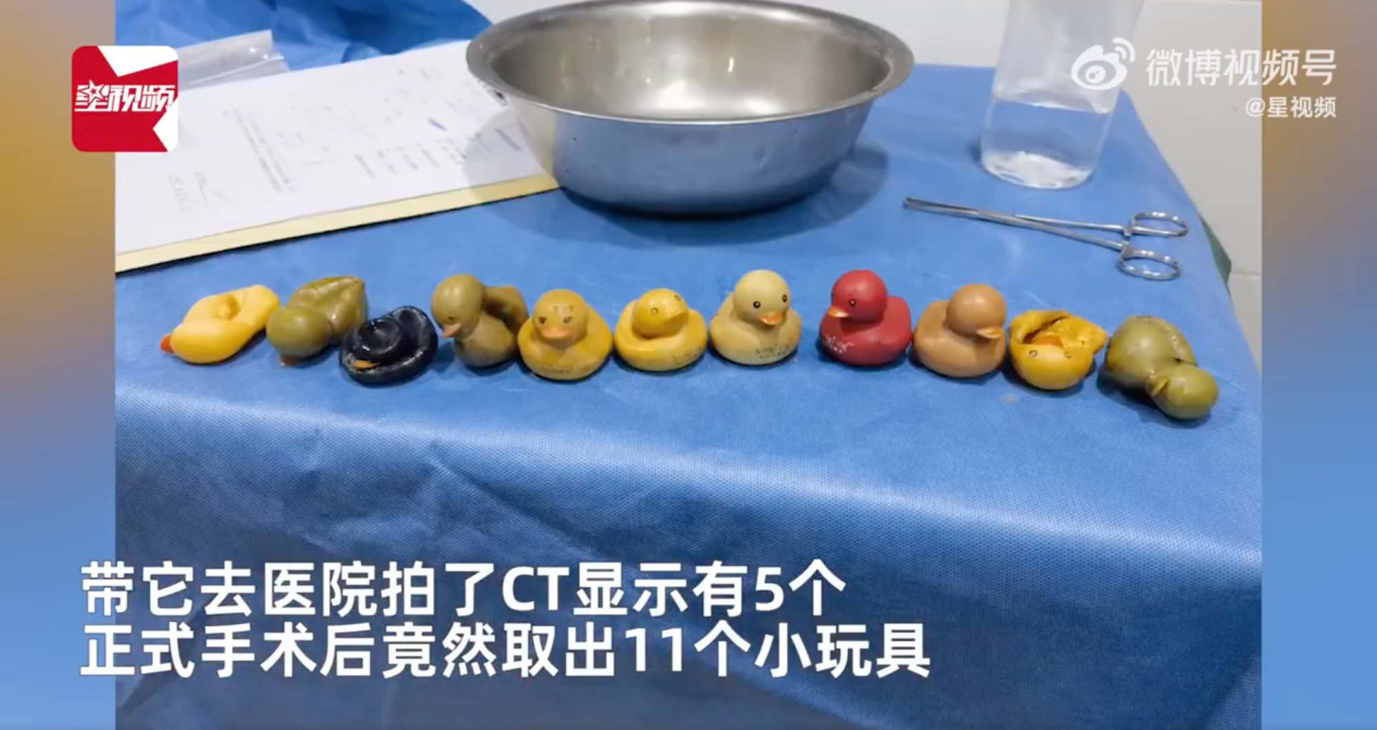 Ducks in a row: following surgery, vets laid out the rubber toys to show the different conditions they were in. Photo: Weibo