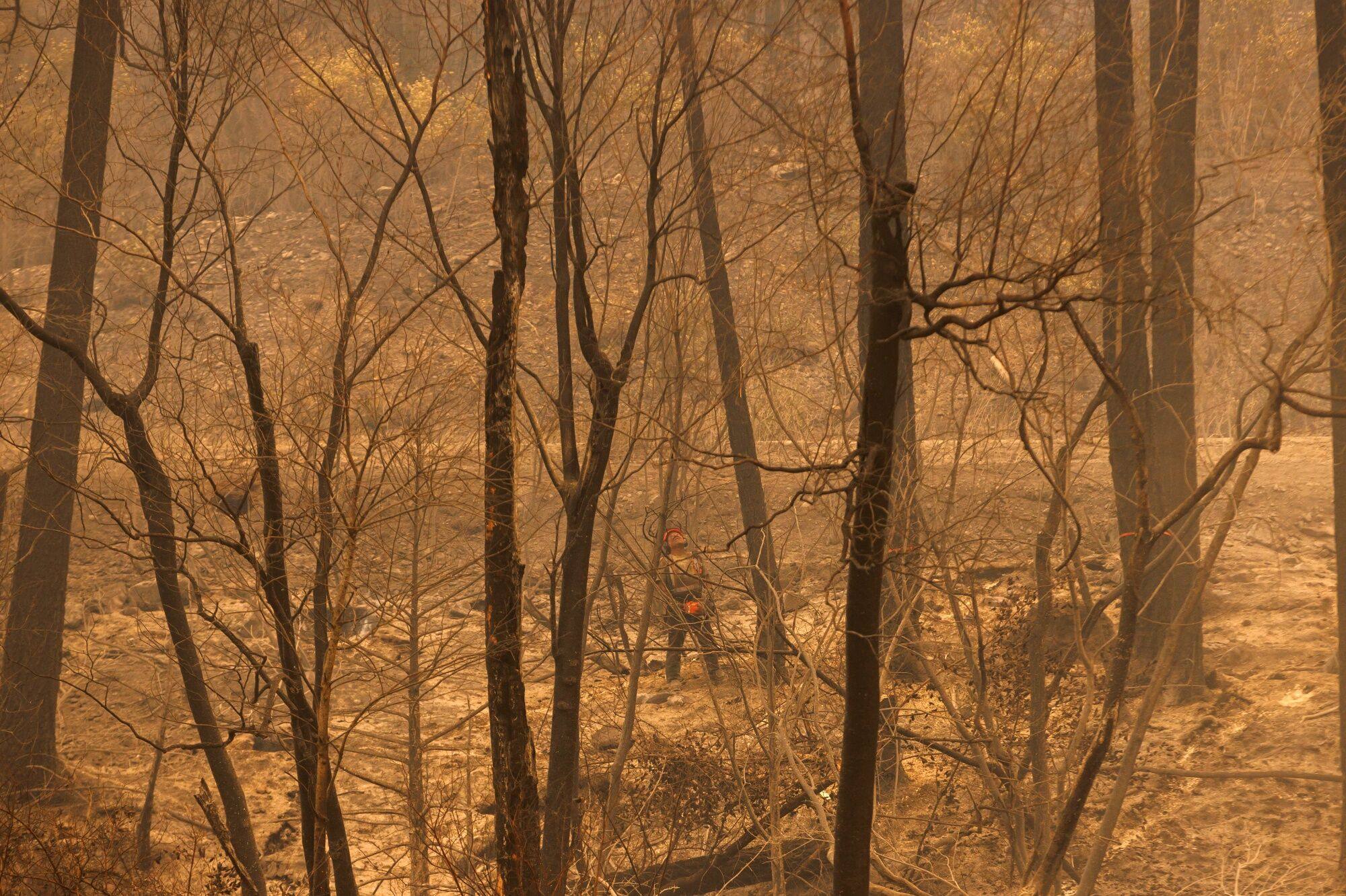 A worker is seen in a burned out forest in HI ne Secwepemc Kwe, British Columbia, Canada on Sunday. Photo: Bloomberg