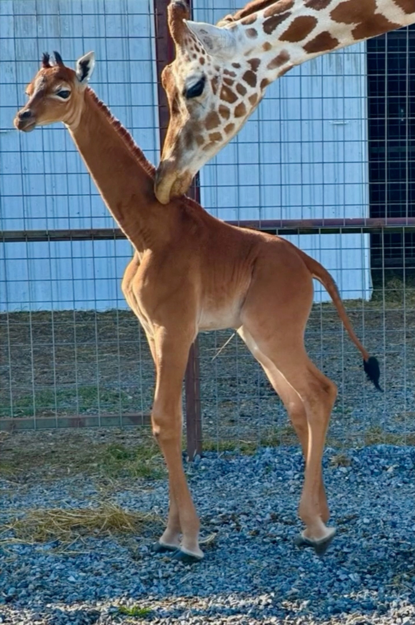 A rare spotless giraffe born at Bright’s Zoo is seen in Johnson City, Tennessee on Tuesday. Photo: Bright’s Zoo/TMX via Reuters