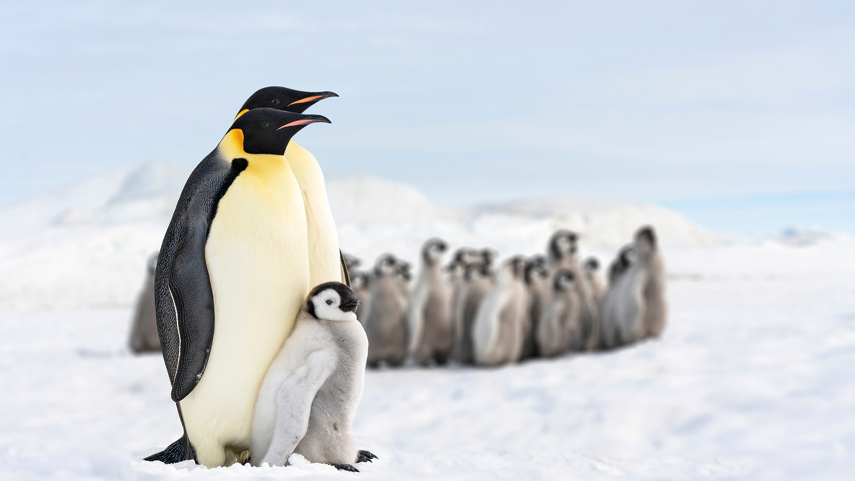Baby emperor penguins are struggling to survive, with sea ice melting too early. Photo: Handout
