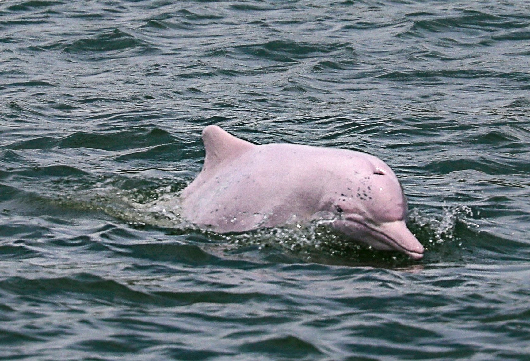 A Chinese white dolphin, which is considered a vulnerable species, in Lantau waters. Photo: Xiaomei Chen