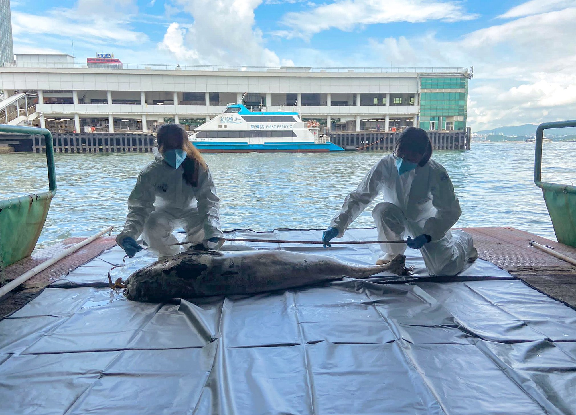 The Ocean Park Conservation Foundation classified the carcass as “severely decomposed”. Photo:  Handout