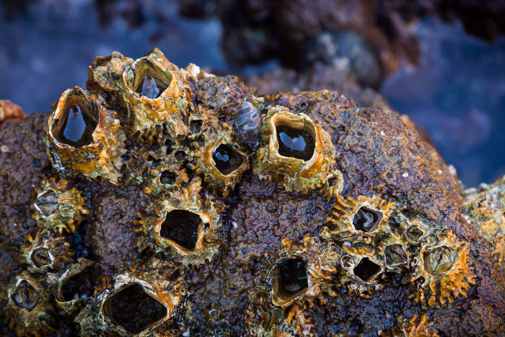 Barnacles. Researchers have been able to provide important information in the search for MH370 by studying how barnacles formed on a piece of plane debris. Photo: Shutterstock