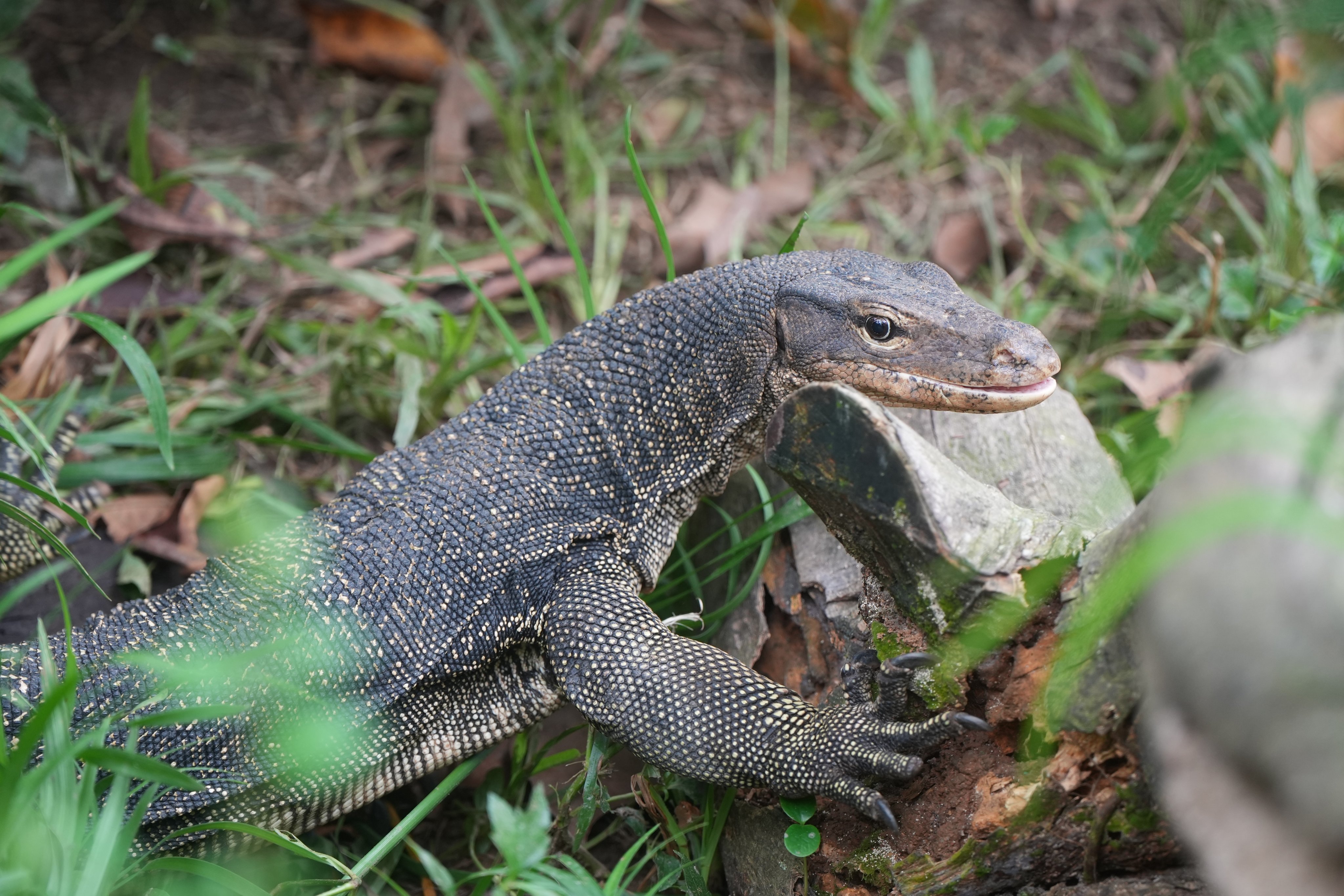 Aberdeen has served as a reptile ambassador at the Kadoorie Farm and Botanic Garden for eight years after he was rescued from the illegal pet trade. Photo: Sam Tsang