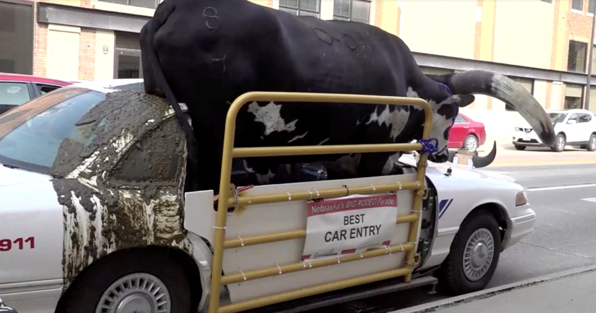 Kow Incar Bull in a traffic stop: US man pulled over because of unusual passenger ...