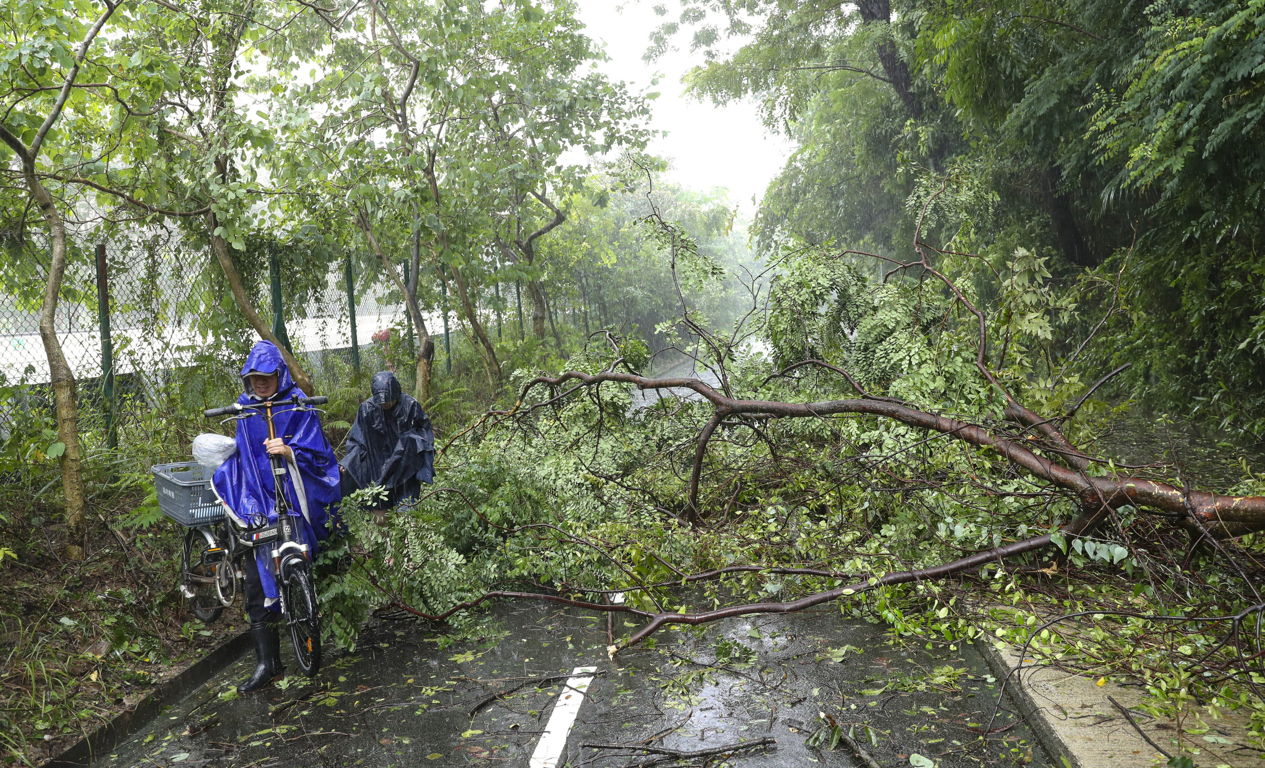 A fallen tree blocks the path of bikers in Sha Tin in the aftermath of Saola. Photo: Sam Tsang