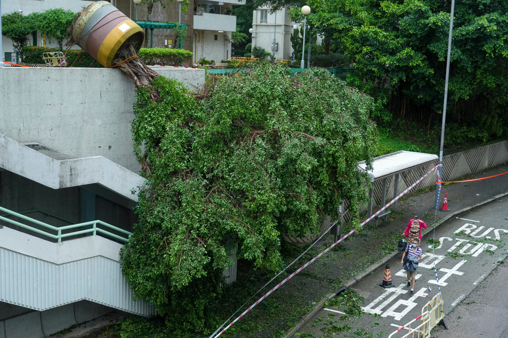 Hong Kong must ‘revolutionise’ treeplanting methods to ensure public