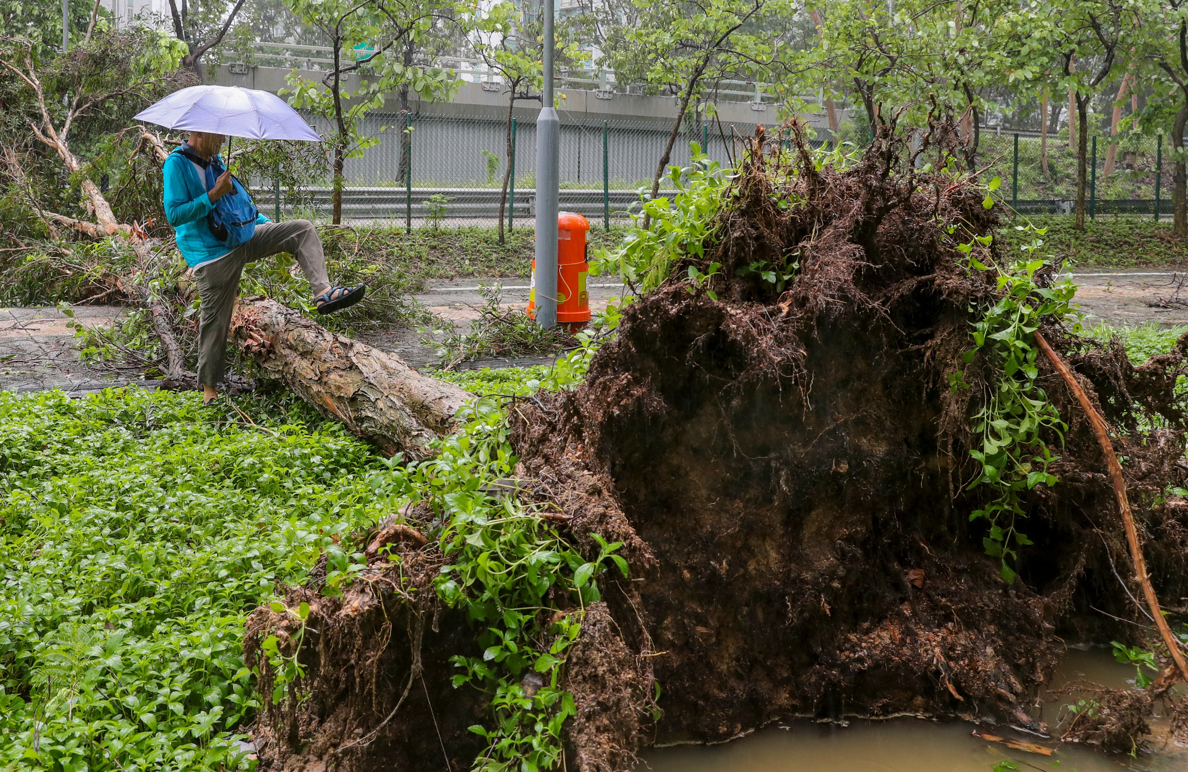 A resident steps over a fallen tree in Shatin amid the aftermath of Super Typhoon Saola. Photo: Sam Tsang