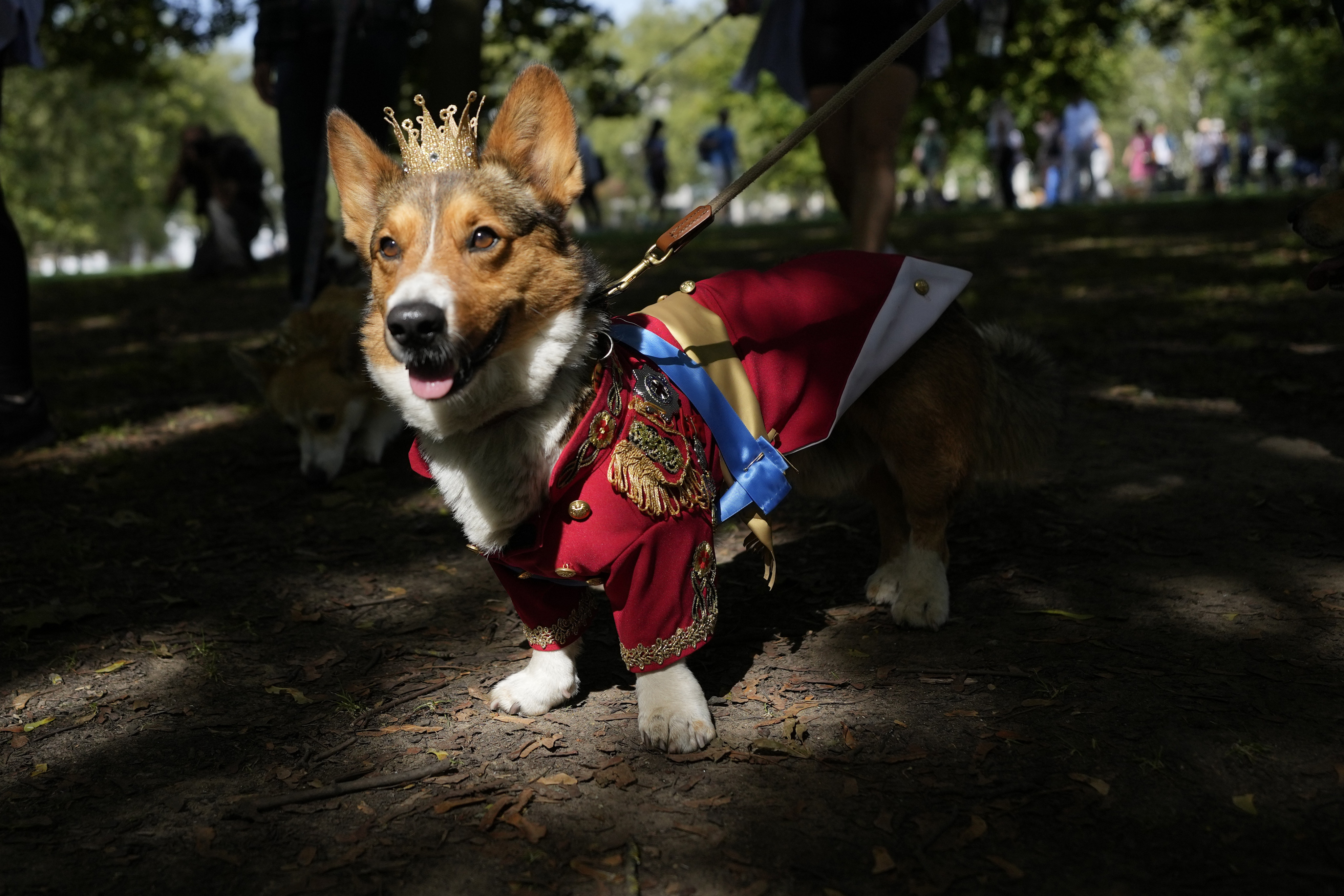 Ruffus a Cardiganshire Corgi takes part in a parade of corgi dogs in memory of the late Queen Elizabeth II, outside Buckingham Palace, in London. Photo: AP