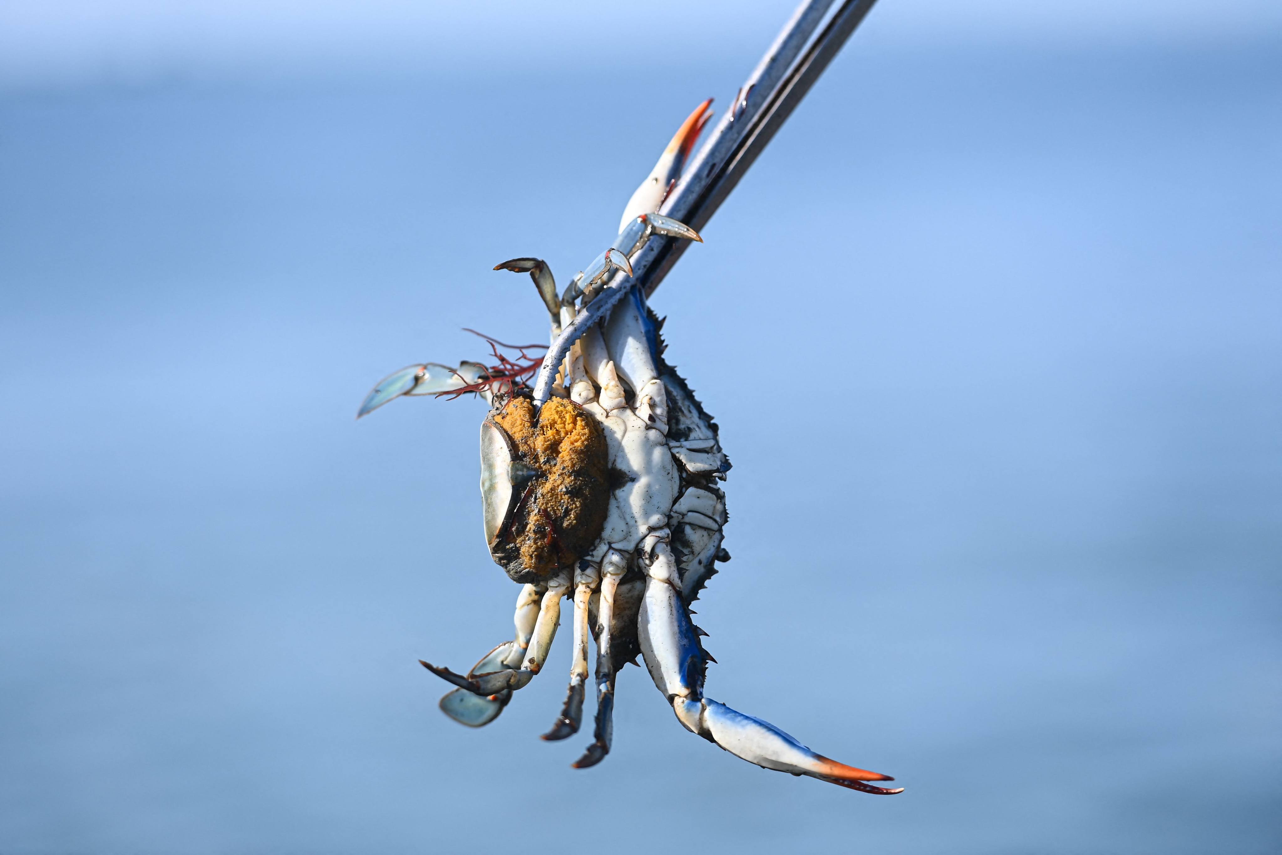 A female blue crab with eggs in the lagoon of Scardovari, south of Venice, Italy. The blue crab is a particularly aggressive species threatening local shellfish and fish in the delta where the River Po reaches the Adriatic Sea. Photo: AFP