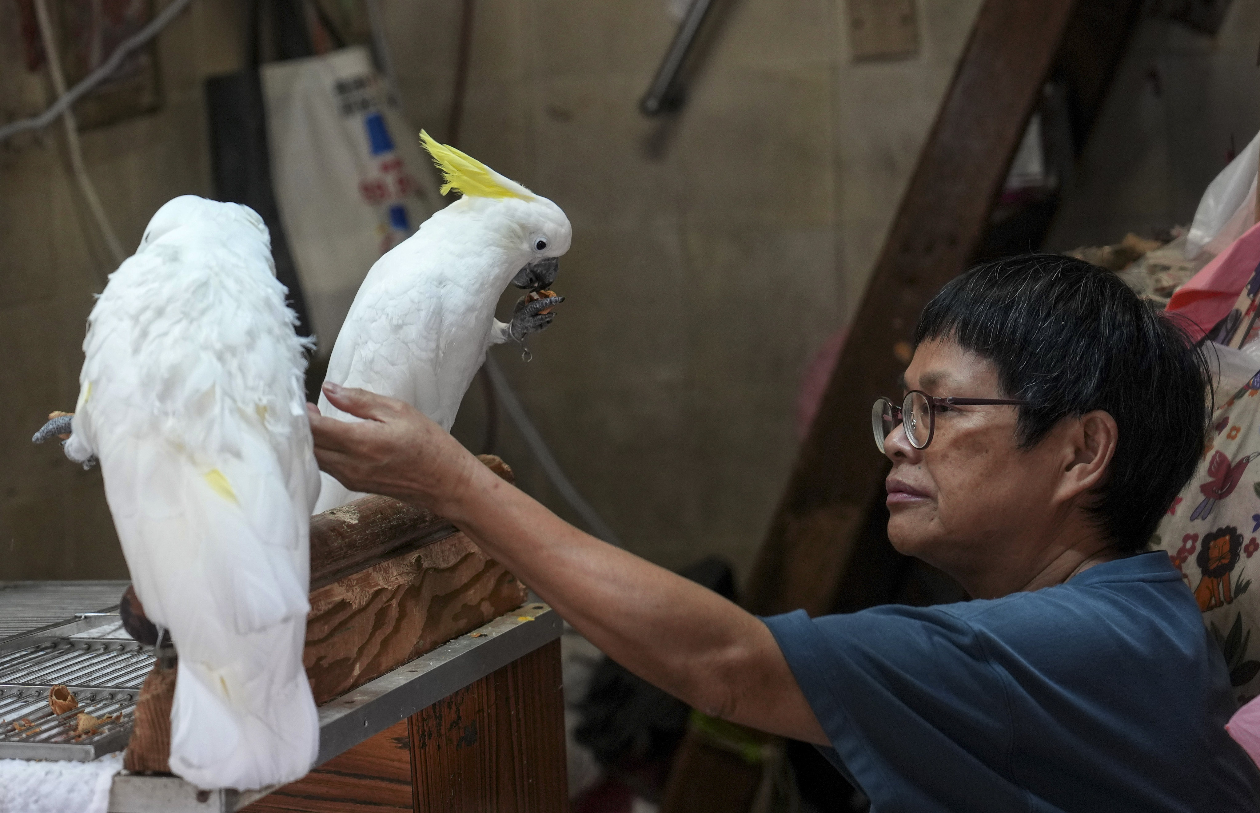 Yellow-crested cockatoos are offered for sale at a Hong Kong market. Photo: Elson LI