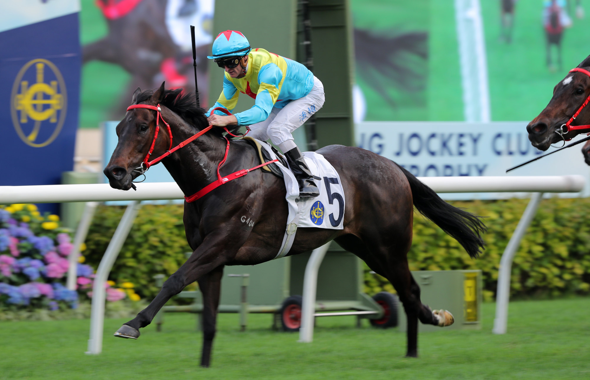 Victor The Winner is one of six runners in Sunday’s feature. Photo: Kenneth Chan