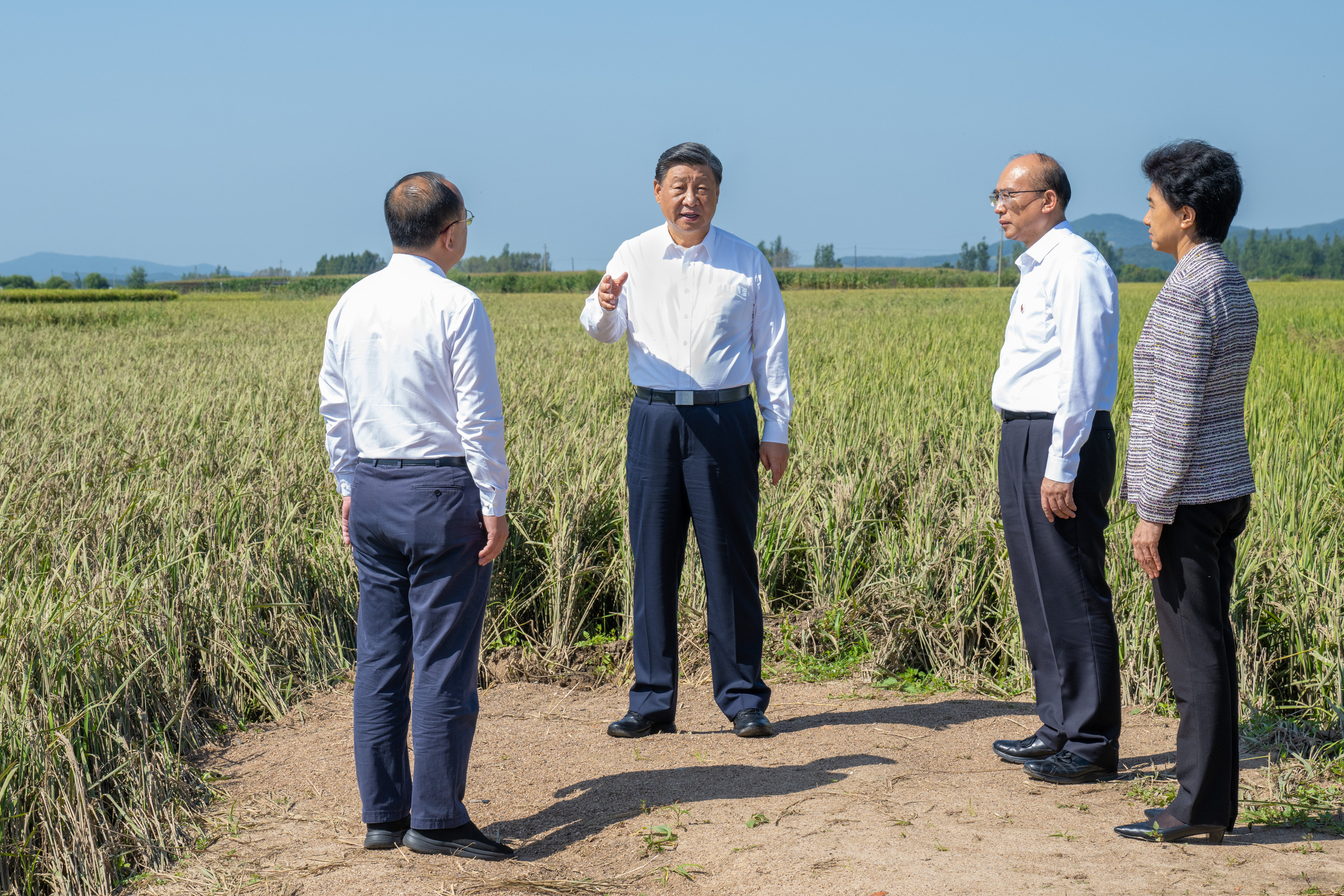 Chinese President Xi Jinping assesses damage to rice crops in the village of Longwangmiao in Shangzhi, Heilongjiang province, on Thursday. Photo: Xinhua