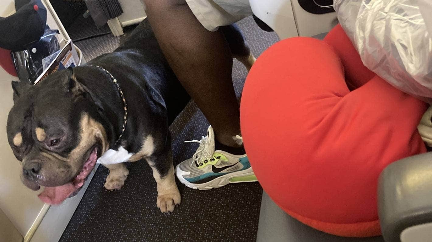 The dog a couple say was passing wind, drooling, and “snorting” throughout their flight. Photo: Handout