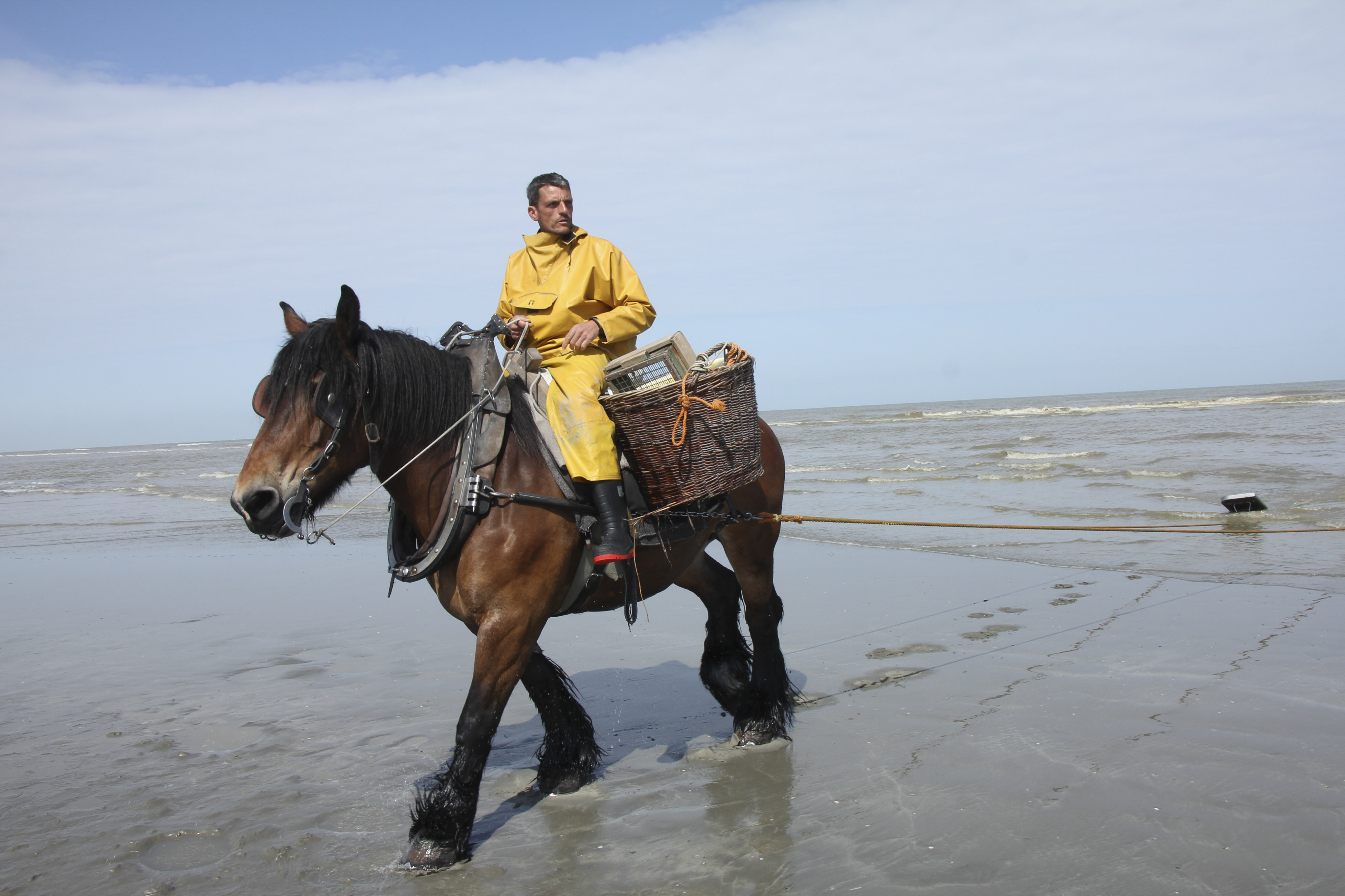 A horse-riding shrimp fisherman drags the shallow waters at the Belgian beach resort of Oostduinkerke. The traditional practice was recognised in 2013 by Unesco as intangible cultural heritage. Photo: John Brunton