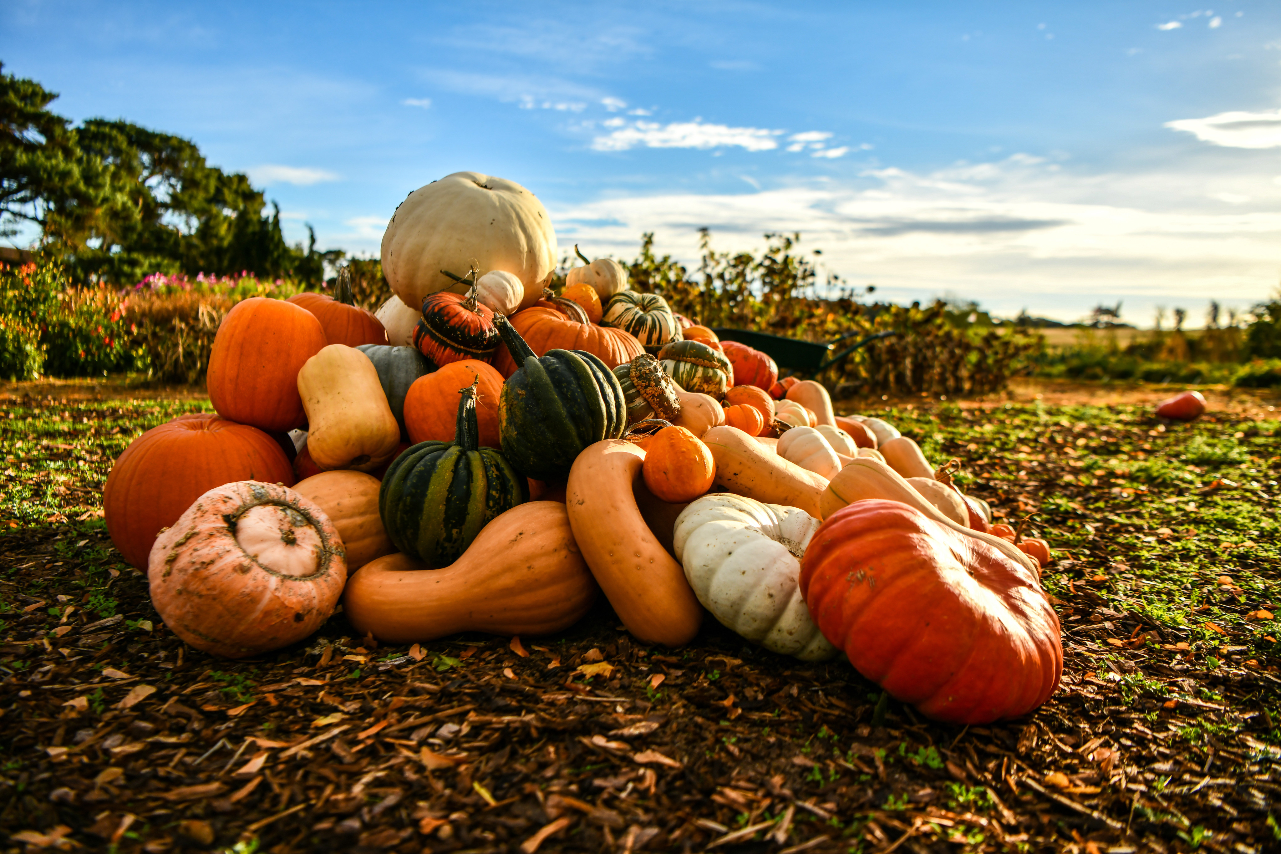 Pumpkins are high in fibre but low in calories, which means they can help you feel full without increasing your overall food intake. Photo: Shutterstock
