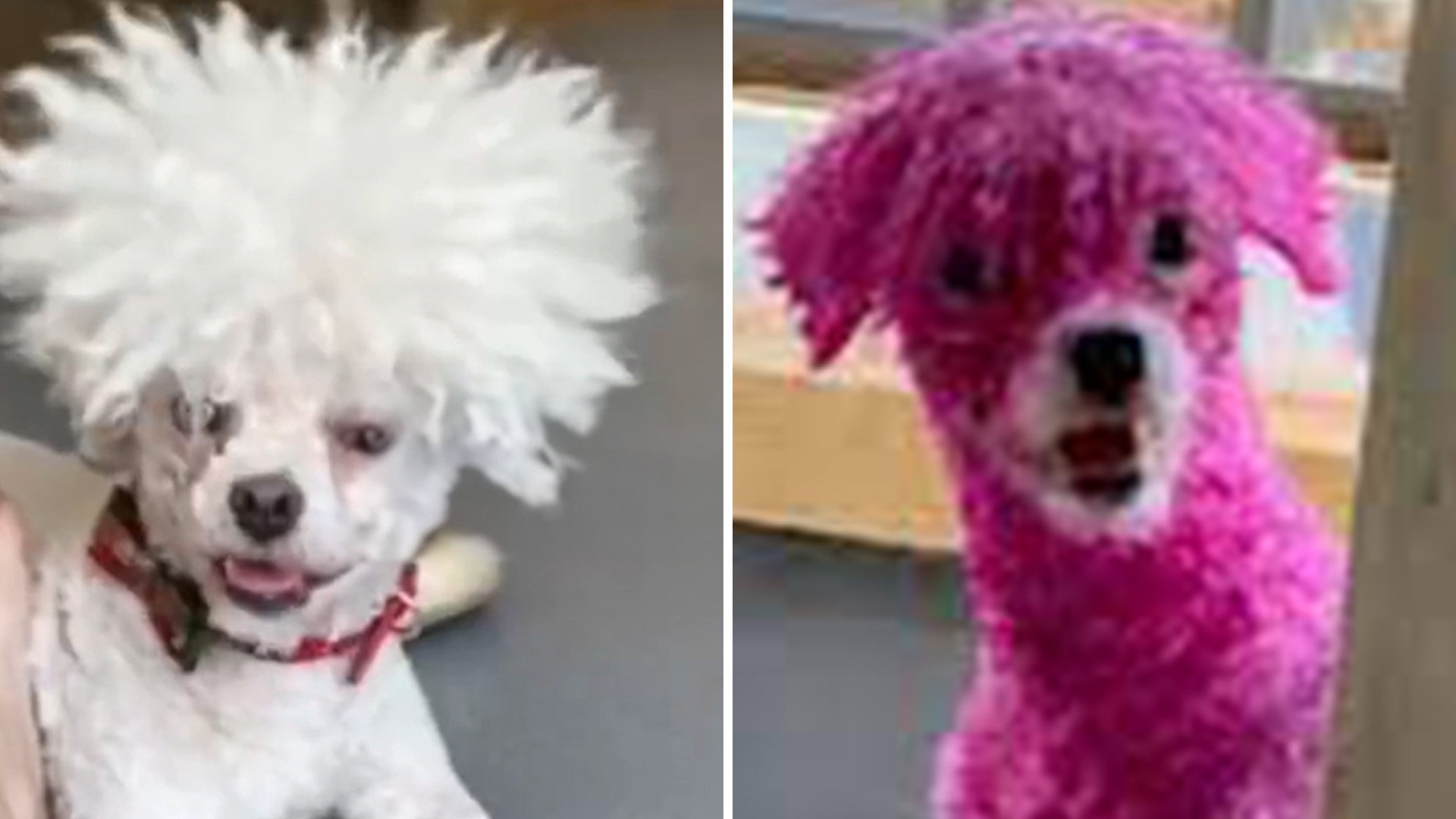 Hot pink pooch: video guide of man's hilarious fail in copying