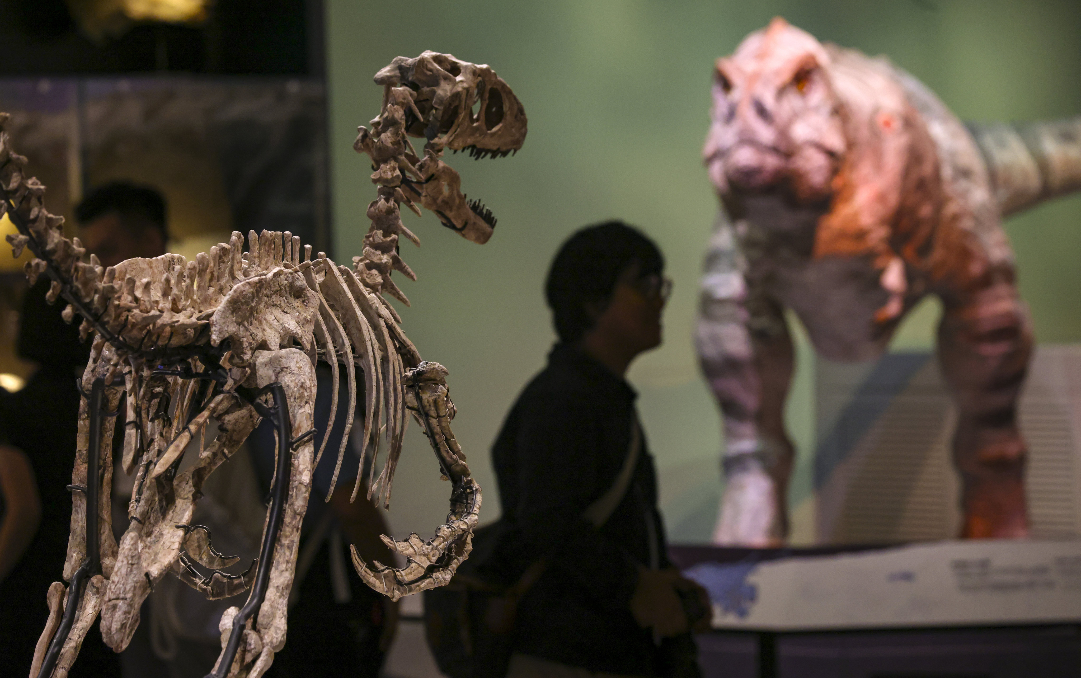 The skeleton of a flesh-eating Deinonychus, one of only three discovered, at a preview of the “Extinction, Resilience” exhibition at the new palaeontology gallery at the Hong Kong Science Museum. Photo: May Tse