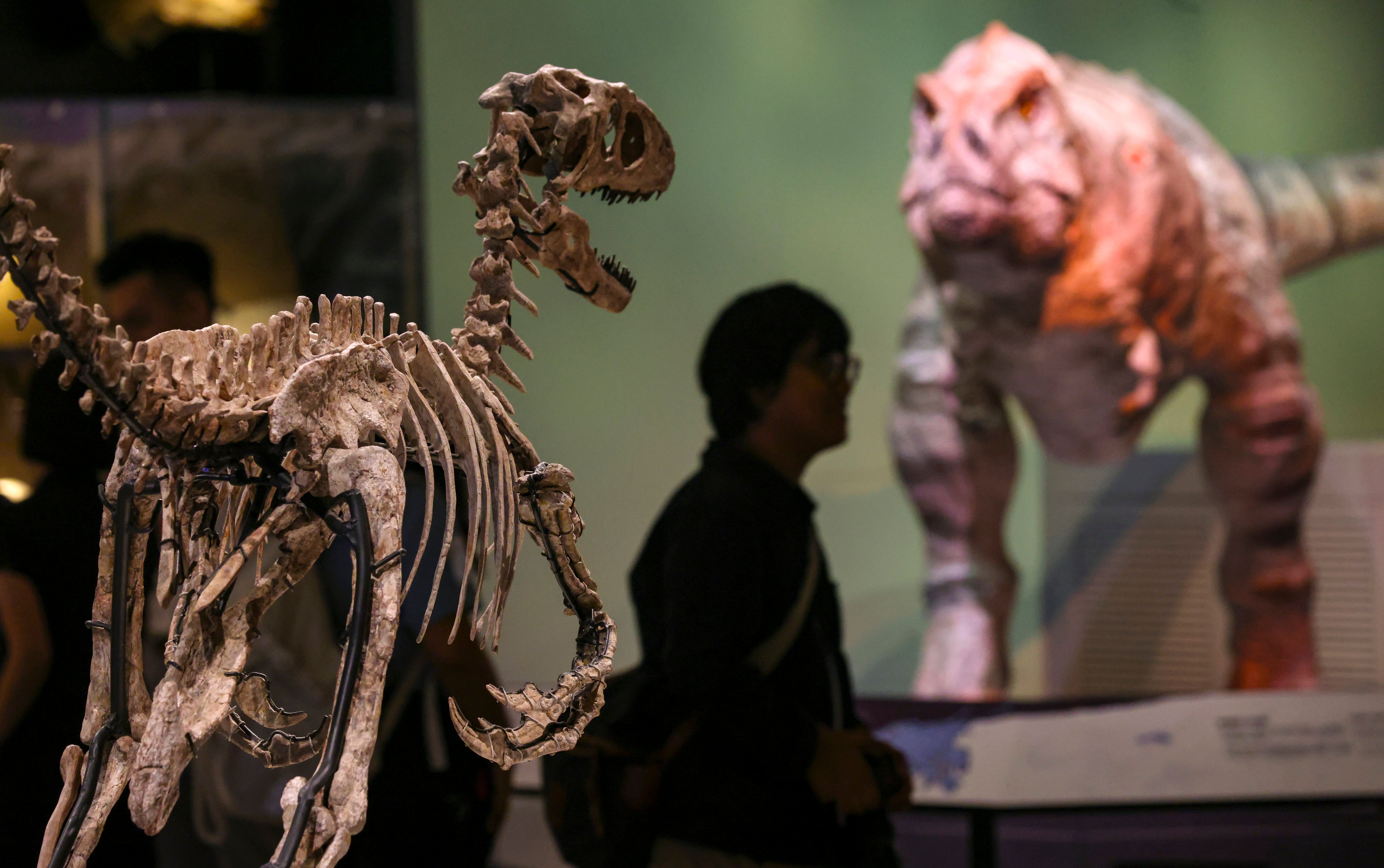 The skeleton of a flesh-eating Deinonychus, one of only three discovered, at a preview of the “Extinction, Resilience” exhibition at the new palaeontology gallery at the Hong Kong Science Museum. Photo: May Tse