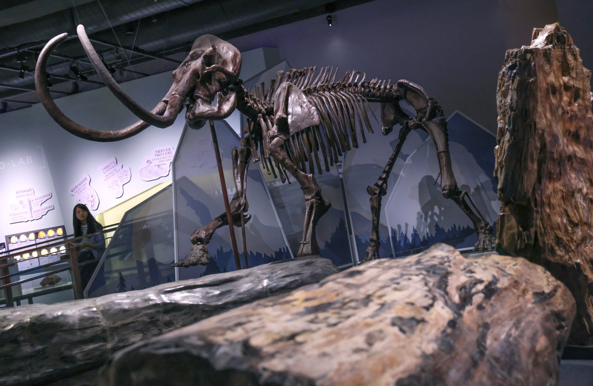 Hong Kong sta rivivendo l’atmosfera di Jurassic Park nella vita reale con una nuova mostra con resti di dinosauri e lo scheletro completo di un mammut lanoso.