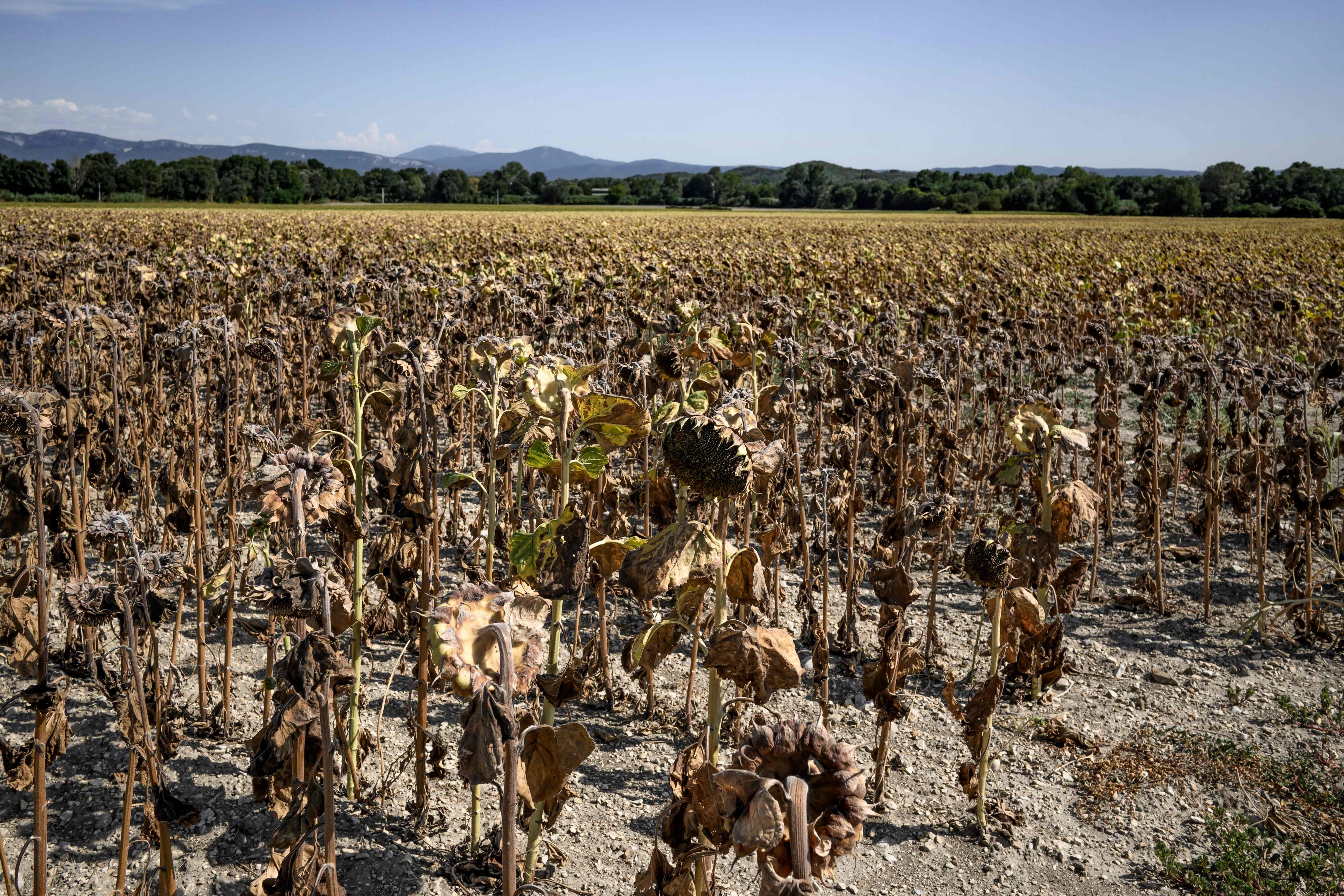 Burnt sunflowers in a field during a heatwave in southeastern France on August 22, 2023. Photo: AFP