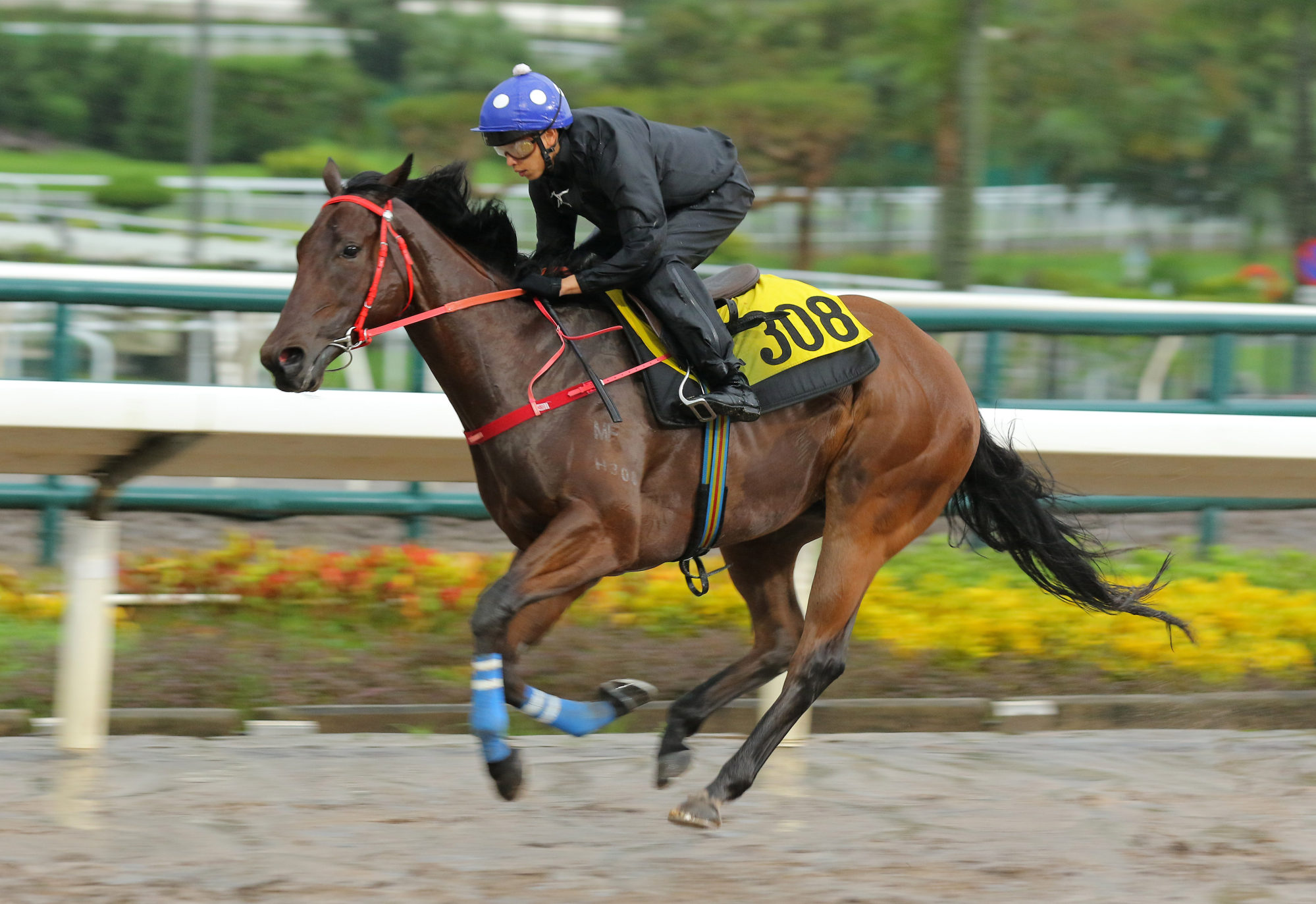 Vincent Ho partners Dream Winner in a gallop on Thursday.