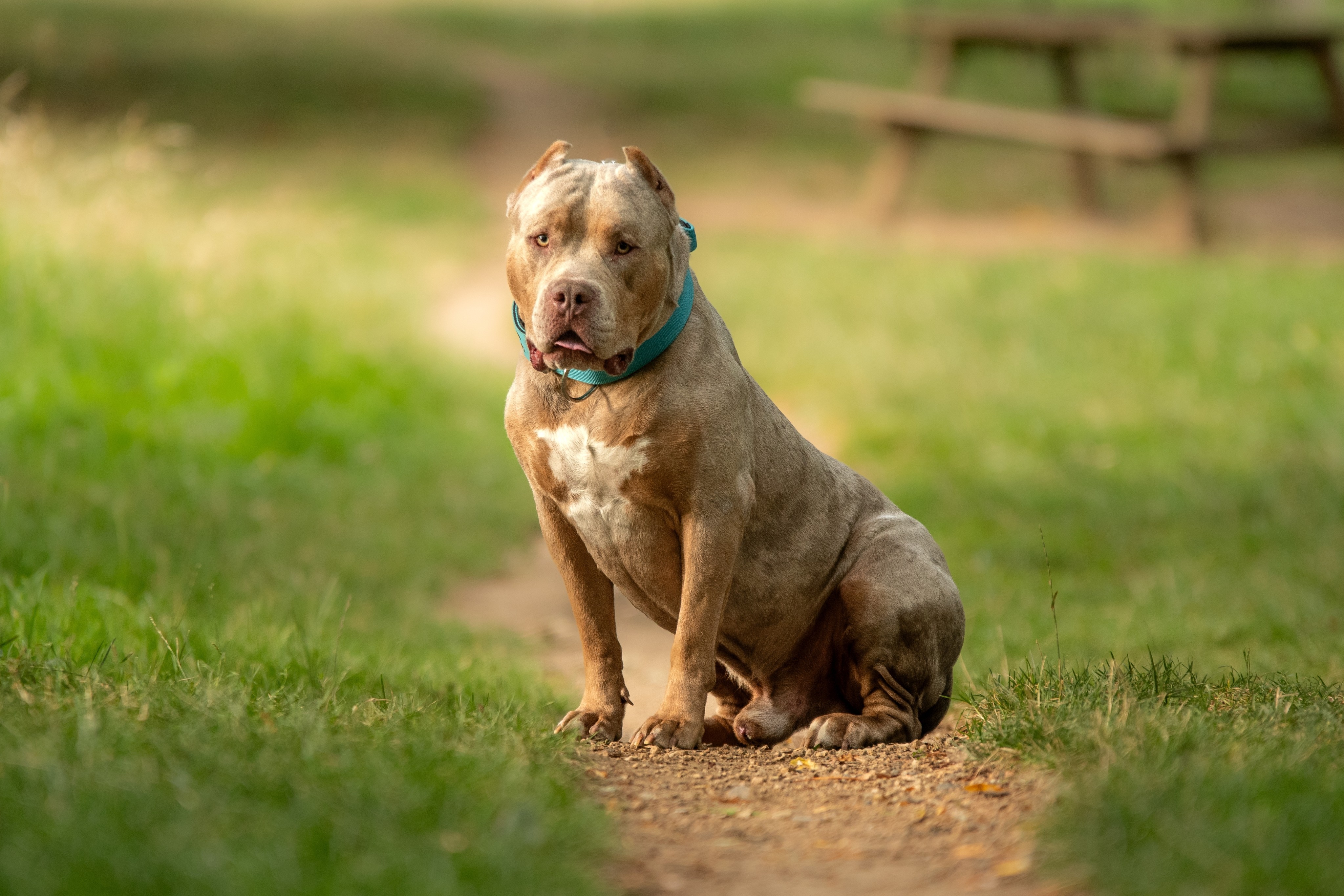 Campaign group Bully Watch, which advocates for a ban on selling and breeding large XL bully dogs, says the breed was responsible for more than half of all fatal dog attacks in Britain last year. Photo: Shutterstock